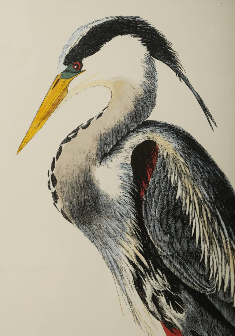 Large Pair of Hand Colored Bird Prints at 1stDibs