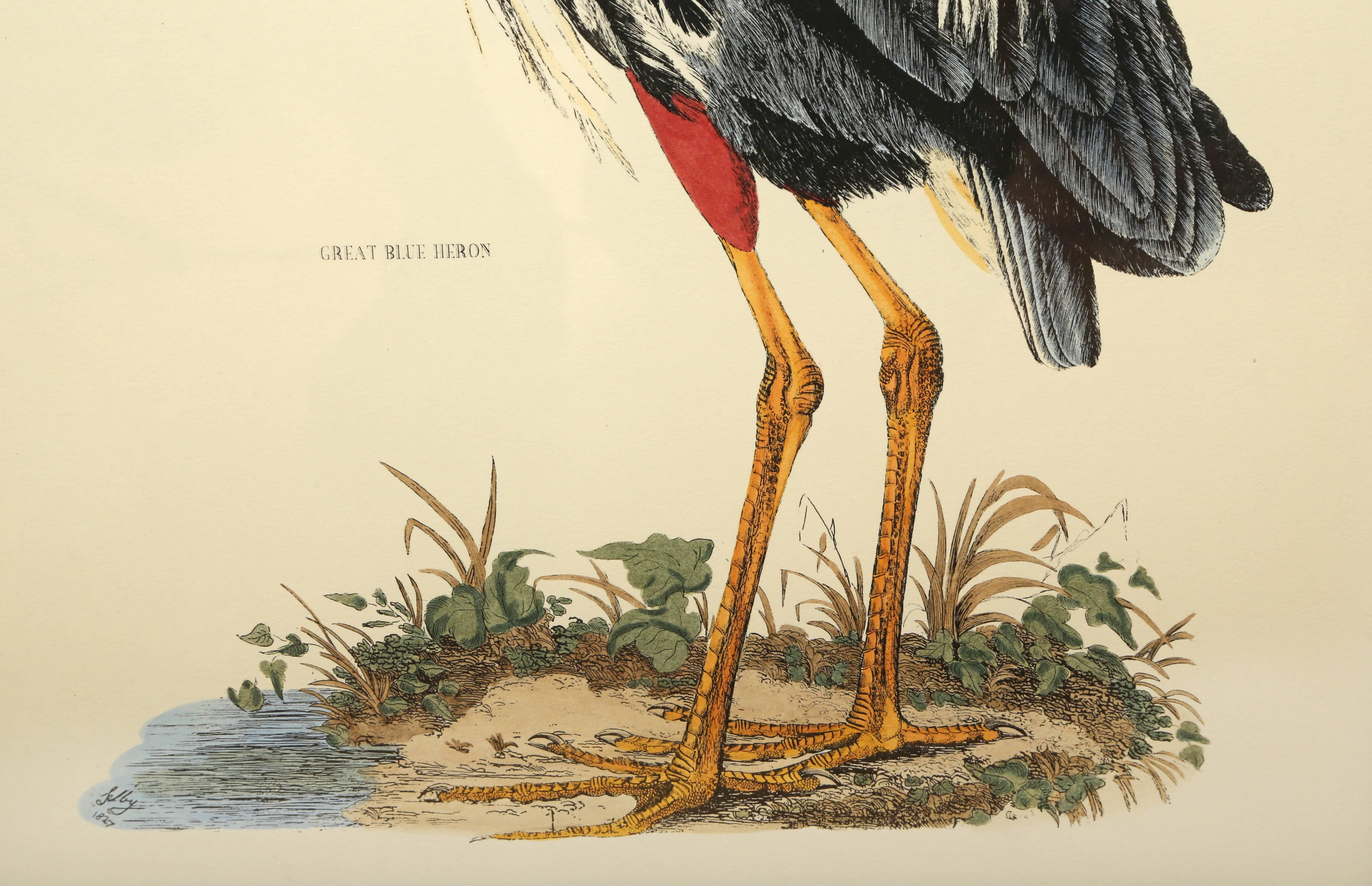 Großes Paar handkolorierter Vogeldrucke 2