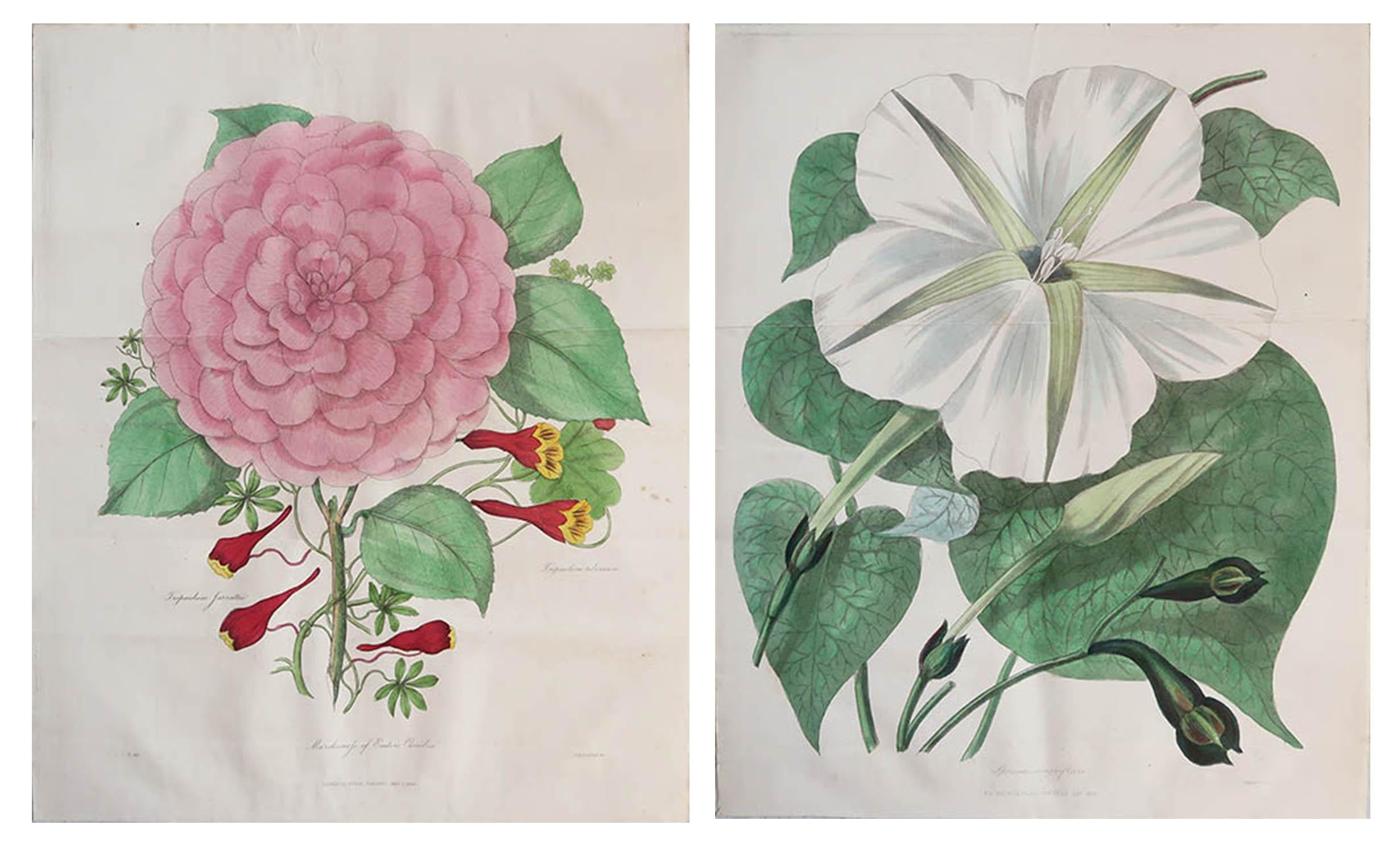 Wonderful pair of botanical prints.

Lithographs by Alfred Adlard

After C.W Harrison

Original hand color

Published, 1838

Unframed.

The measurement given is for one print.


