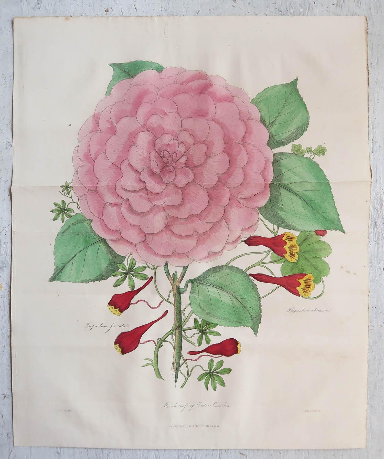 Großes Paar antiker botanischer Drucke, datiert 1838 (Chinoiserie) im Angebot