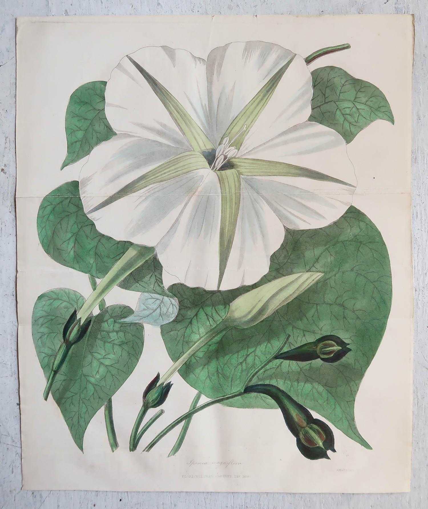 Chinoiserie Large Pair of Original Antique Botanical Prints, Dated 1838 For Sale