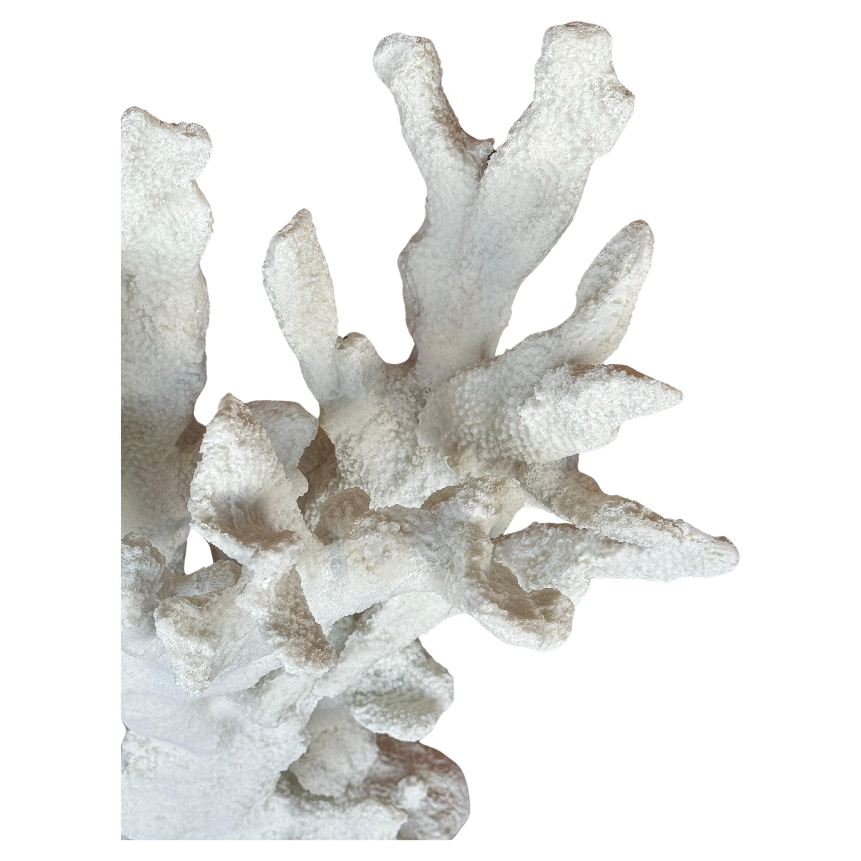 Large Parisian White Coral In New Condition In West Hollywood, CA