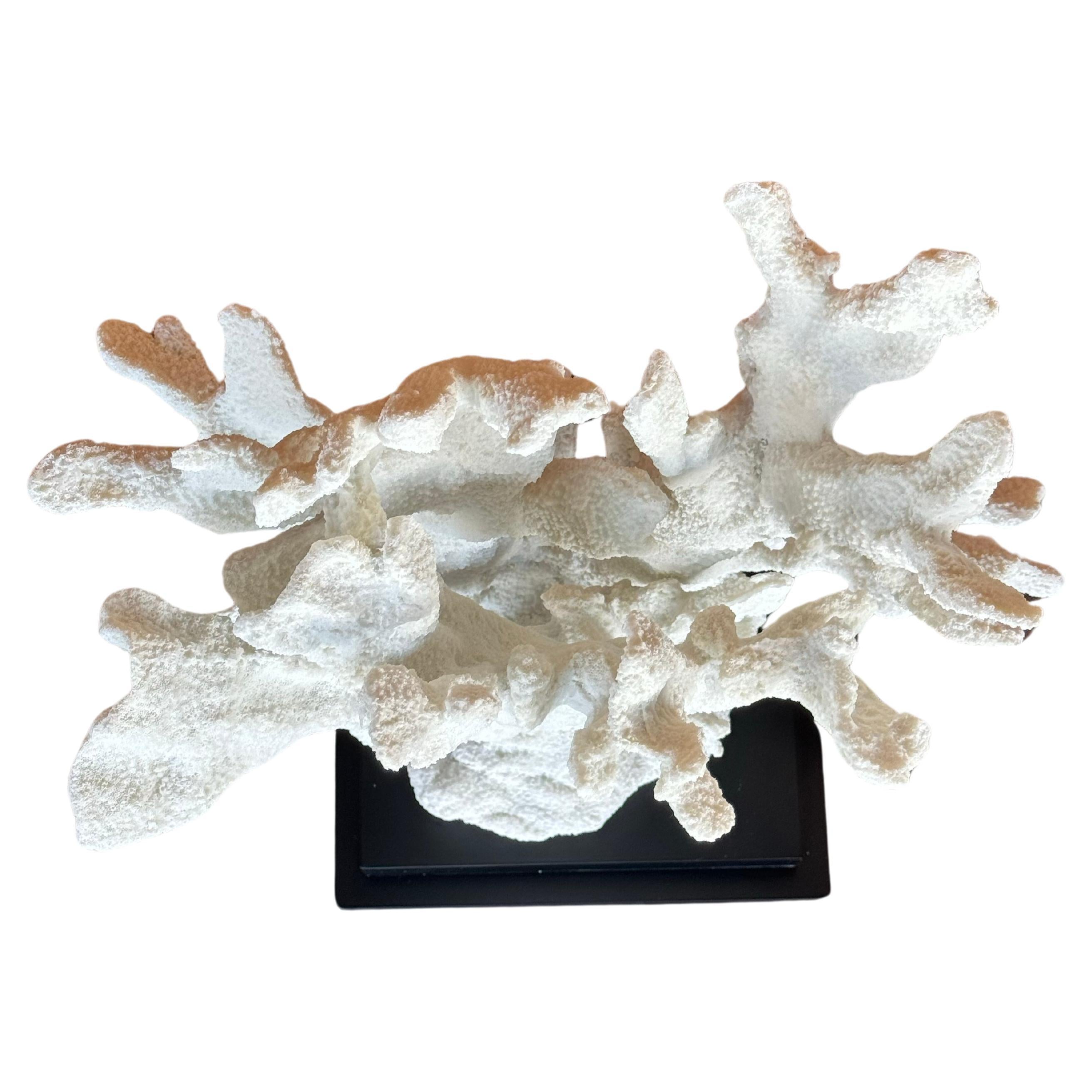 Contemporary Large Parisian White Coral