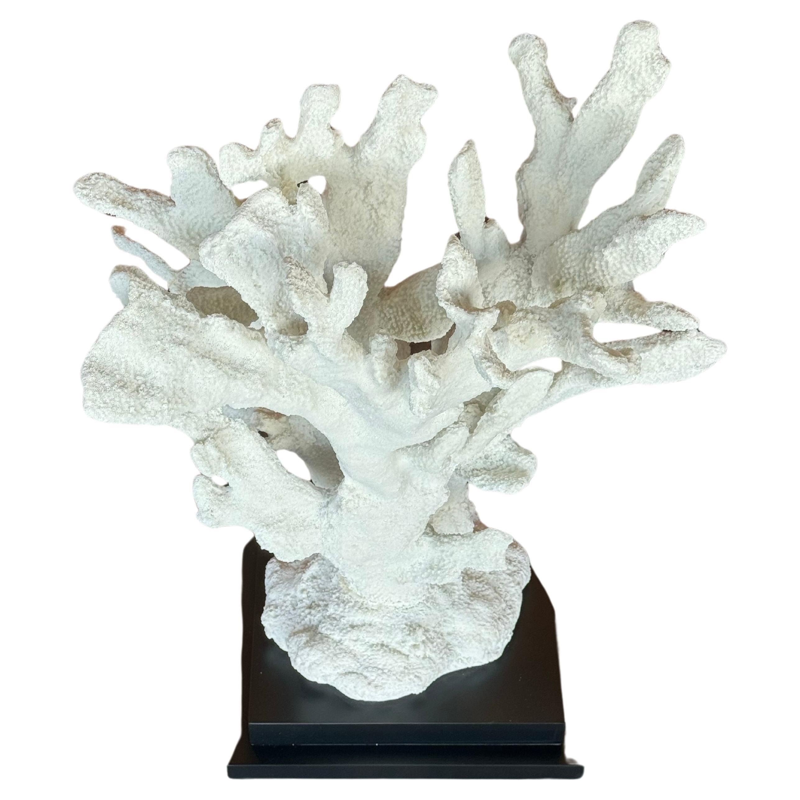 Large Parisian White Coral 1
