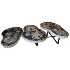 Large Petrified Wood Coffee Table