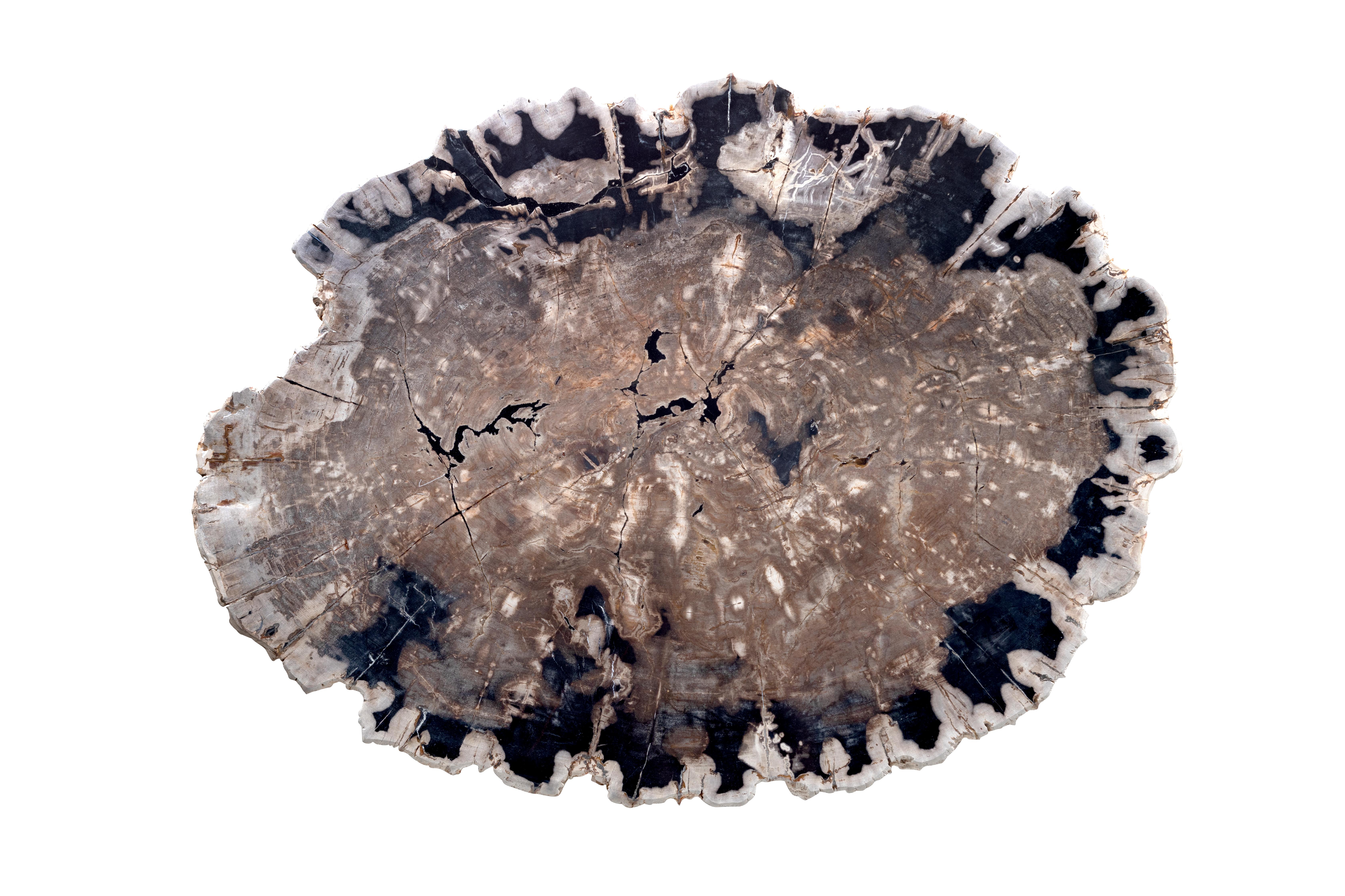 Organic Modern Large Petrified Wood Coffee Table on Ebonized Steel Base