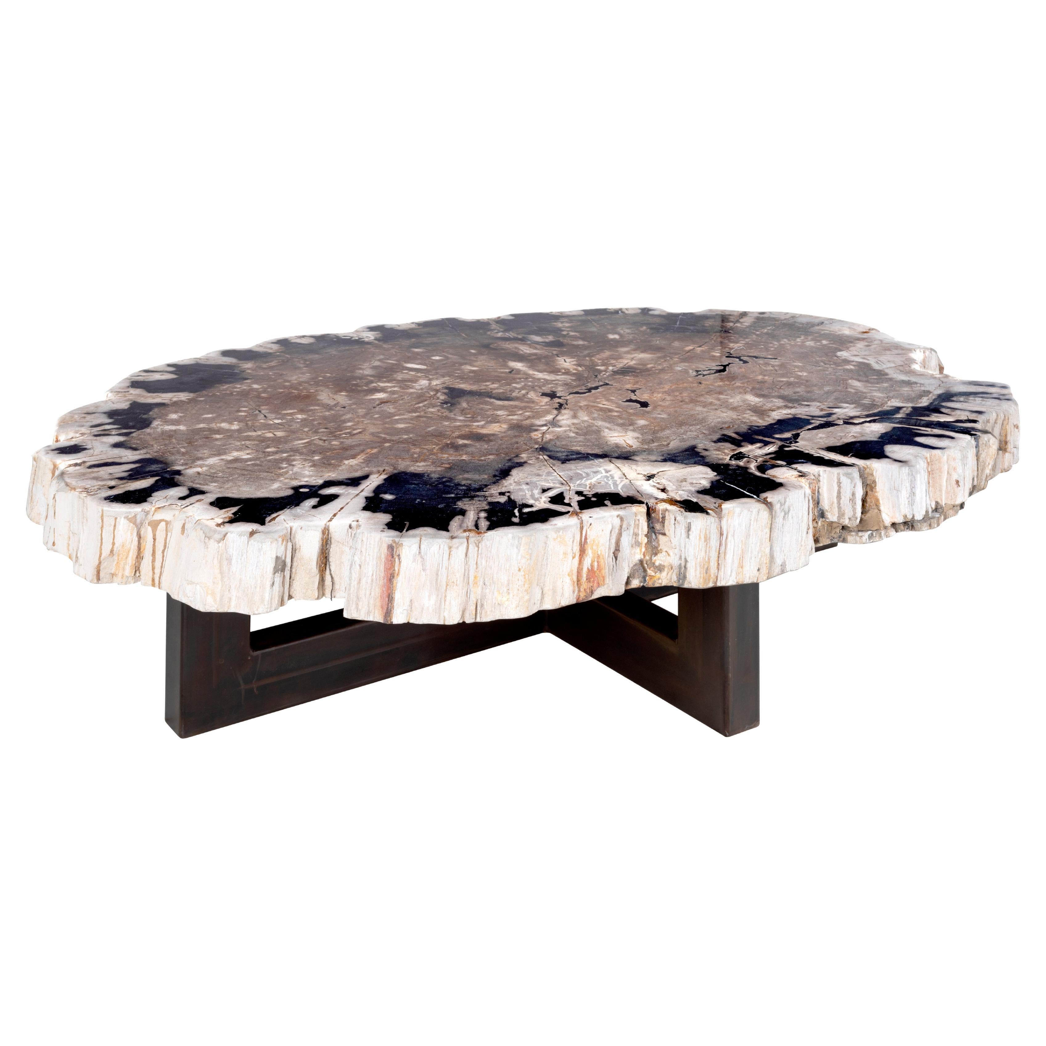 Large Petrified Wood Coffee Table on Ebonized Steel Base