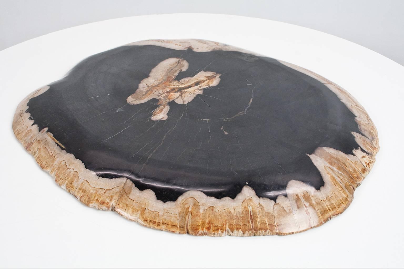 Large petrified wooden plate or platter, beautiful as a home accessory. Smooth sanded an polished. The contrasting charcoal grey and beige tones paired with the scale make this an impressive piece for any space. The object still holds the organic
