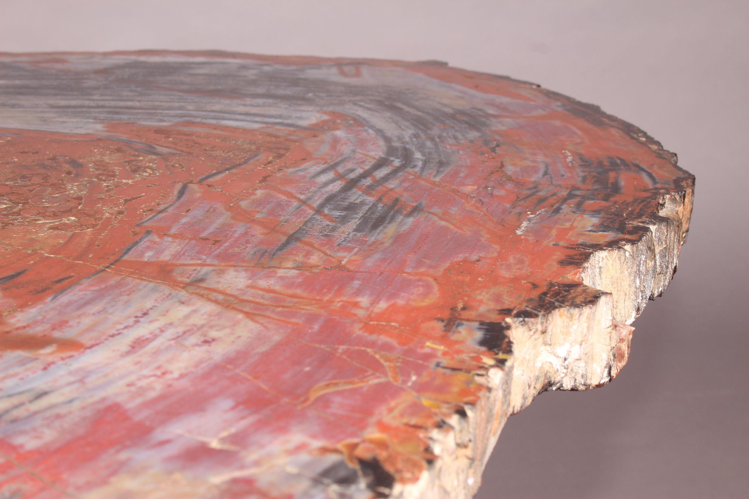 American Large Petrified Wood Slab