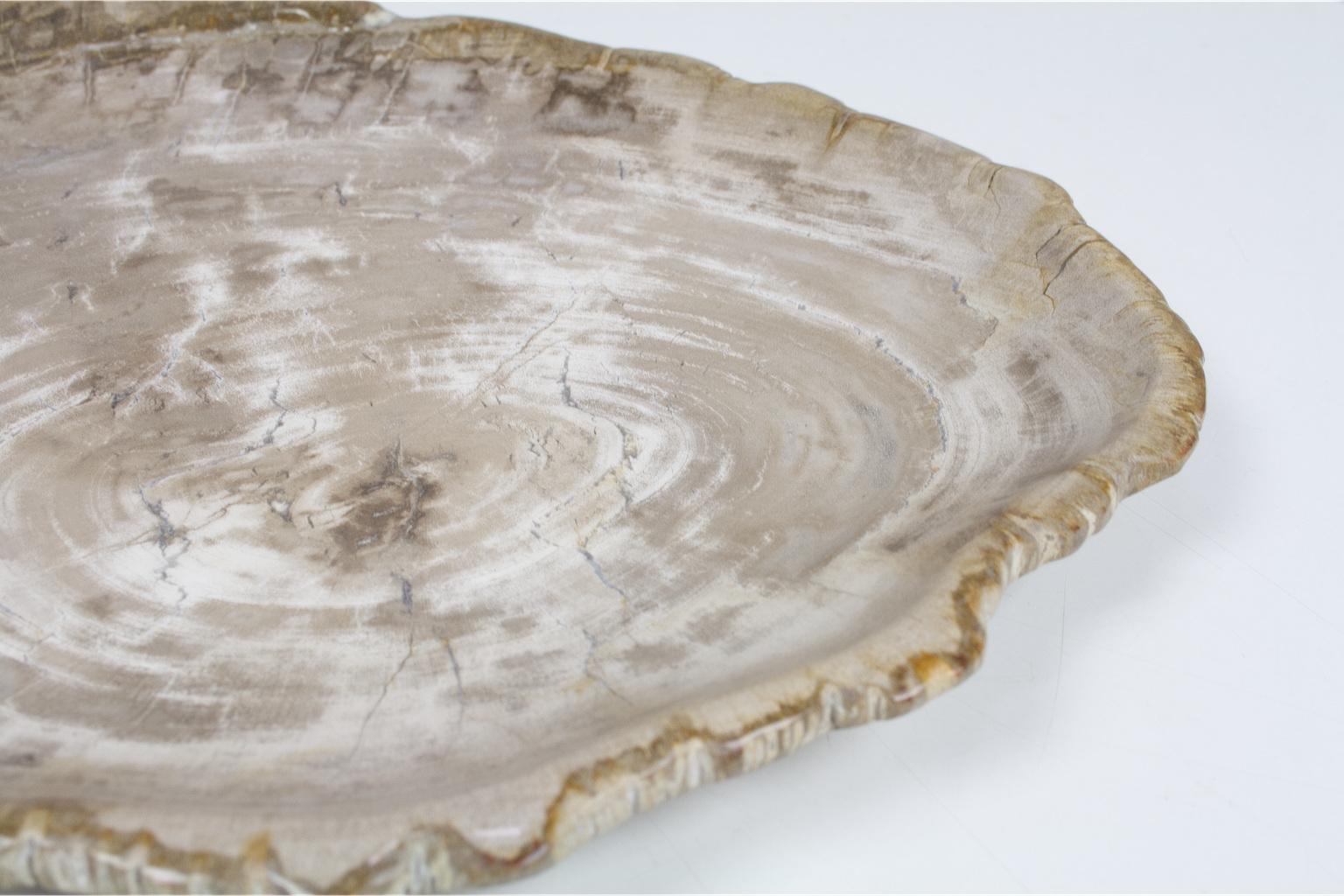 Organic Modern Large Petrified Wooden Plate in Beige Tones, Home Accessory of Organic Origin For Sale