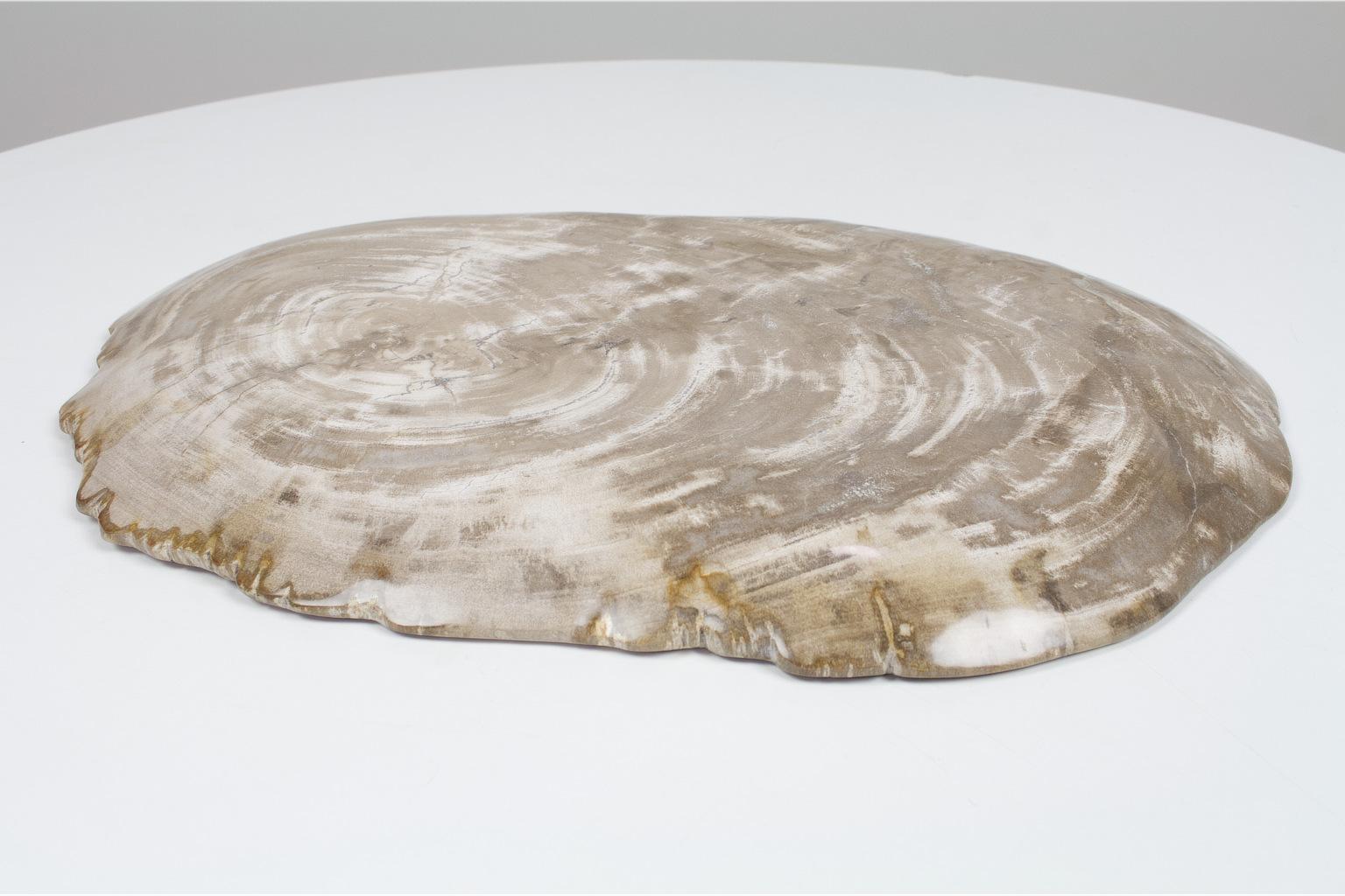 18th Century and Earlier Large Petrified Wooden Plate in Beige Tones, Home Accessory of Organic Origin For Sale