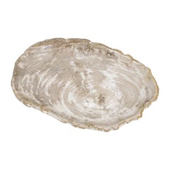 Large Petrified Wooden Plate in Beige Tones, Home Accessory of Organic Origin