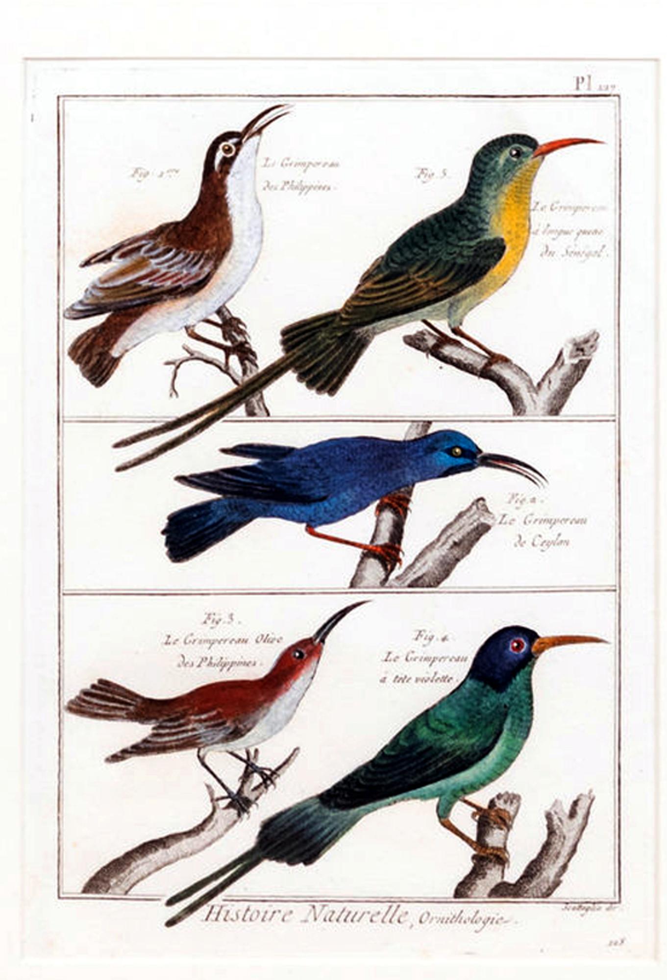 Cuadro grande con seis grabados diferentes de agrupaciones de aves en venta 3