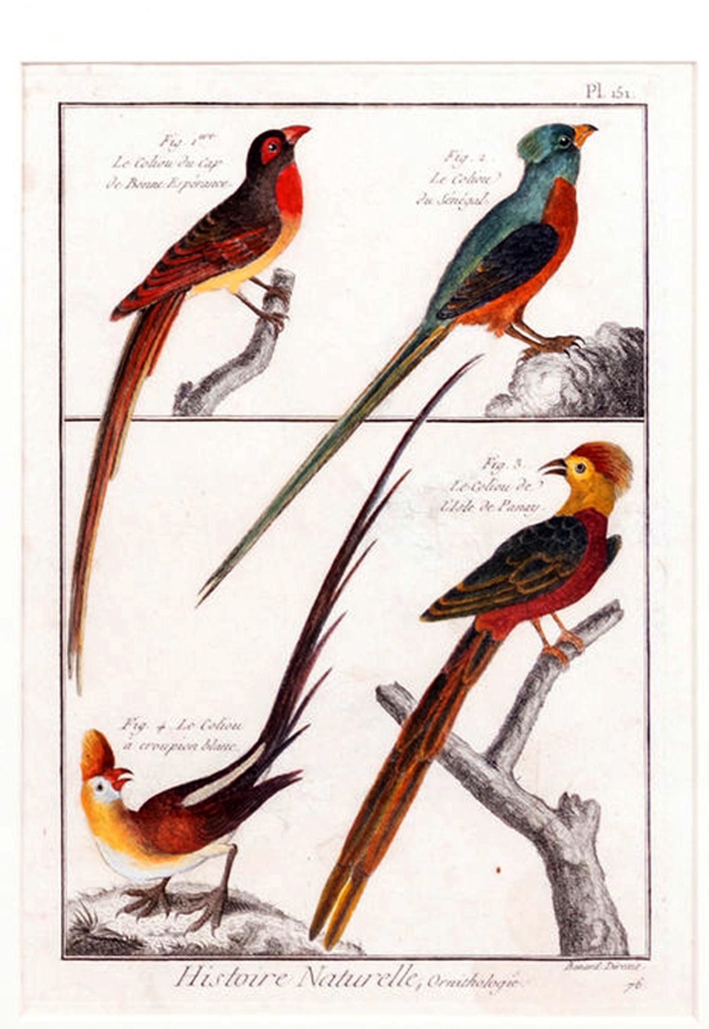 Cuadro grande con seis grabados diferentes de agrupaciones de aves en venta 4