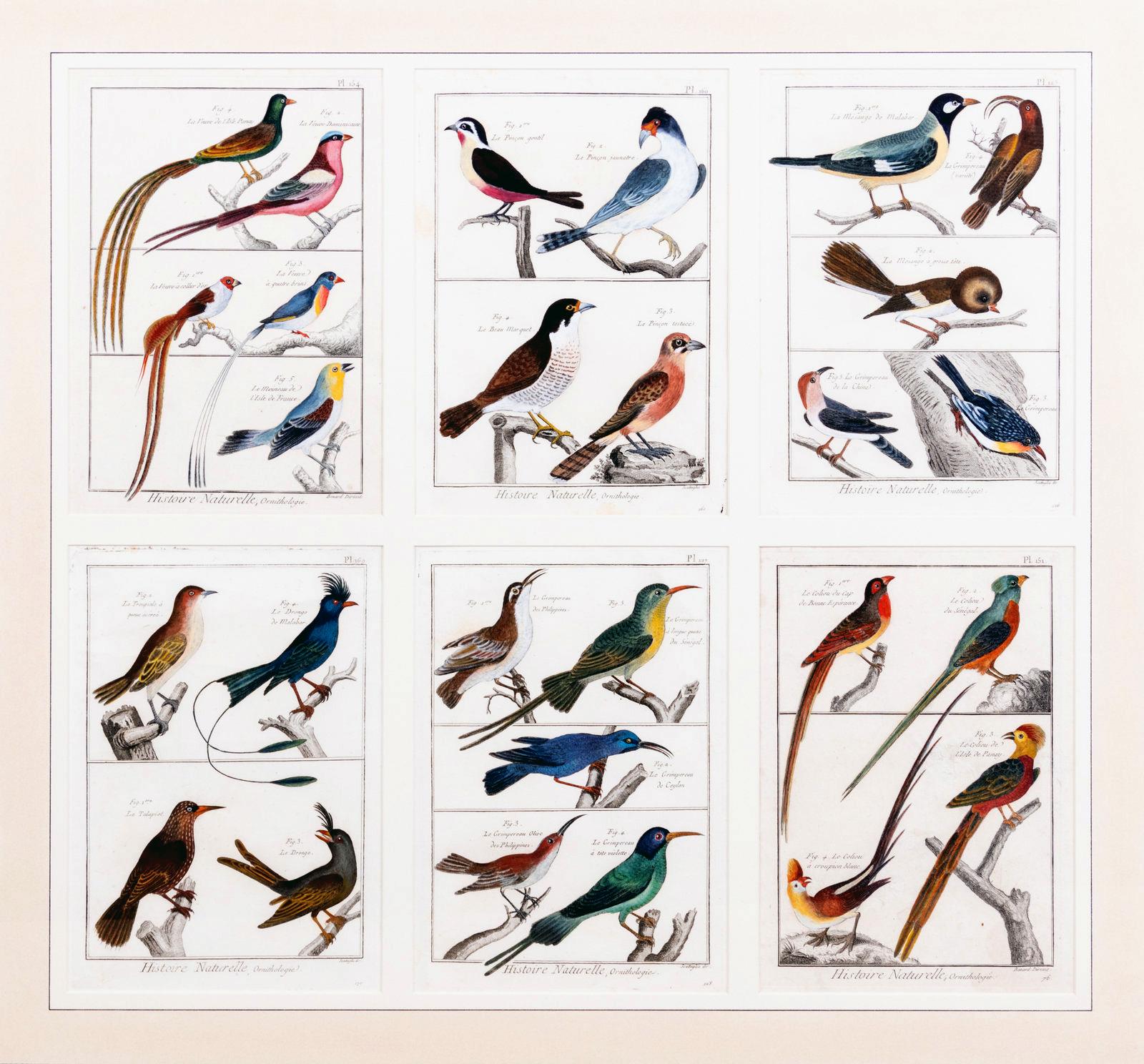 Large Picture containing Six Different Engravings of Grouping of Birds,
Histoire Naturelle, Ornithologie by Georges-Louis Leclerc, Comte de Buffon,
Circa 1770-83

The large picture contains six different engravings of a grouping of birds from