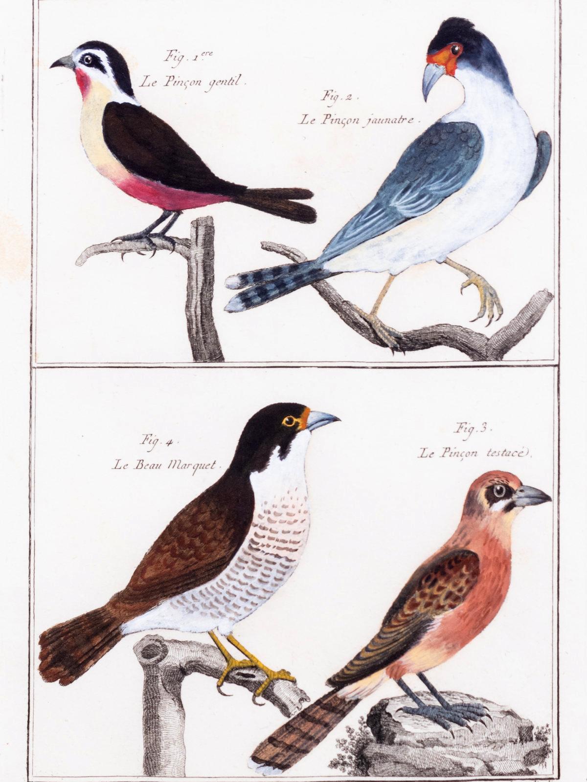 Cuadro grande con seis grabados diferentes de agrupaciones de aves Georgiano en venta