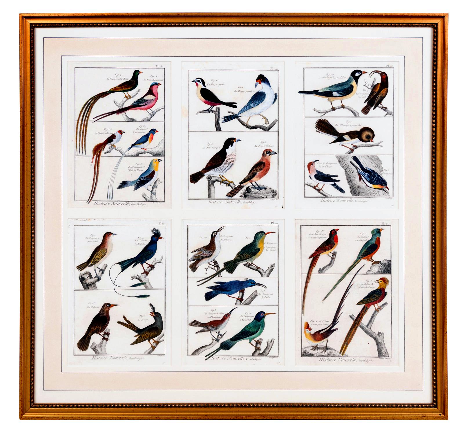 French Large Picture containing Six Different Engravings of Grouping of Birds For Sale
