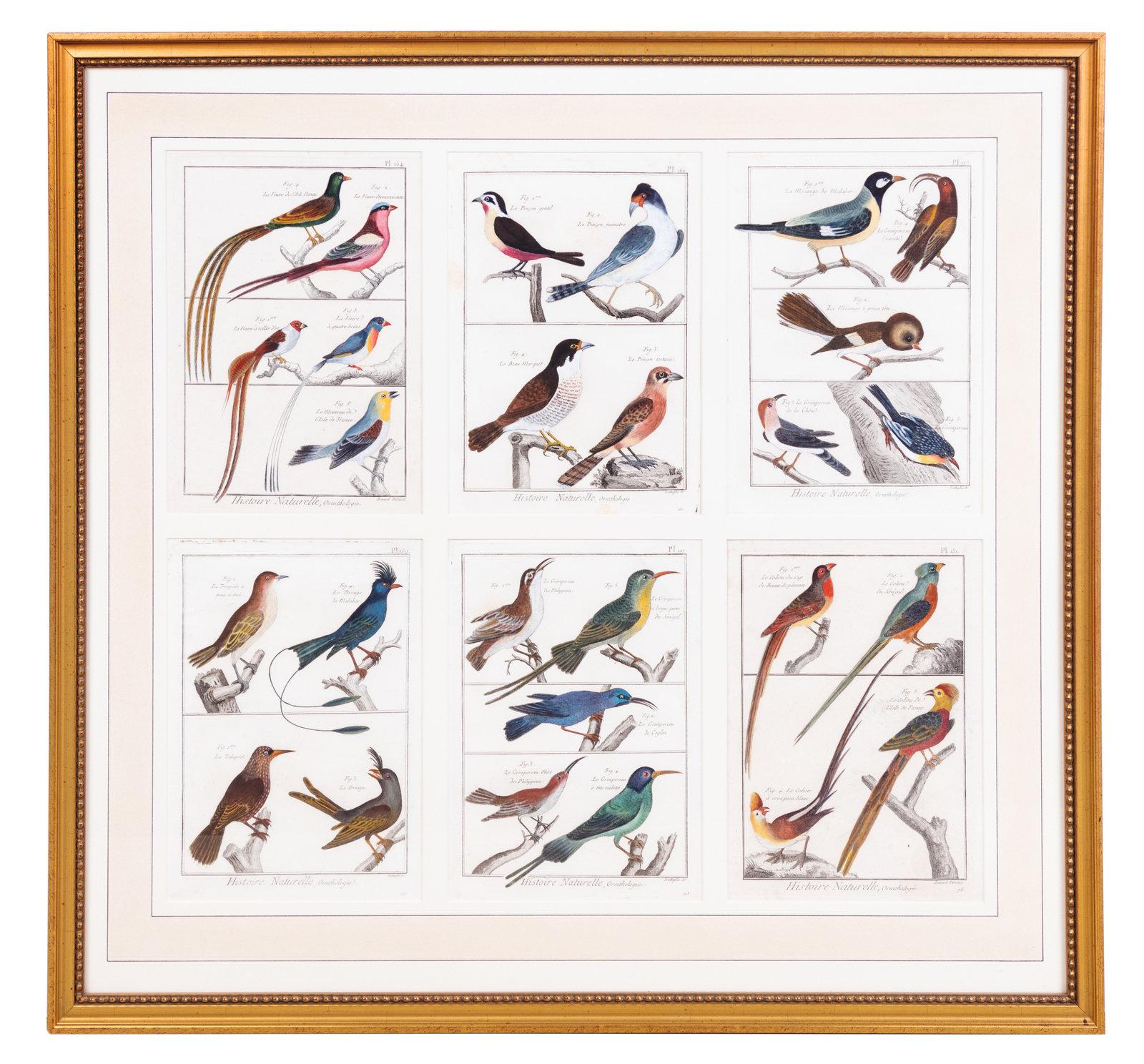 Français Grande photo contenant six gravures différentes représentant un groupe d'oiseaux en vente