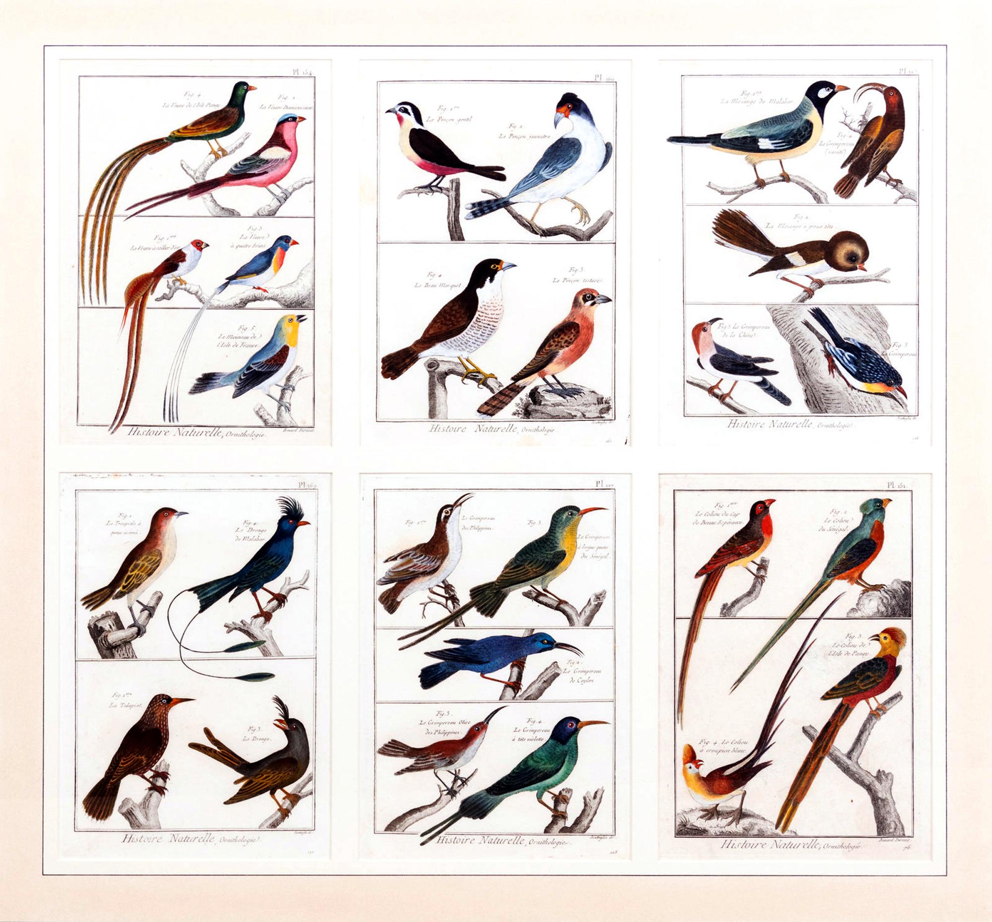 Cuadro grande con seis grabados diferentes de agrupaciones de aves en Bueno estado para la venta en Downingtown, PA