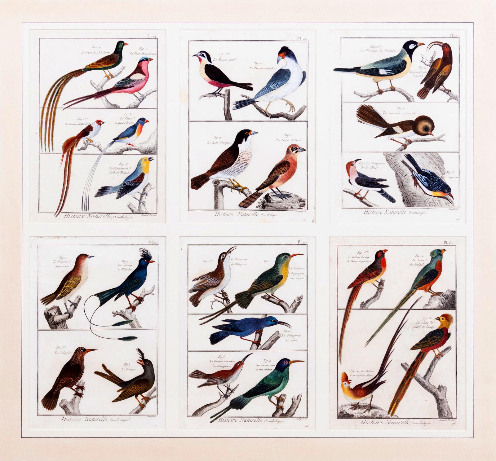 Grande photo contenant six gravures différentes représentant un groupe d'oiseaux Bon état - En vente à Downingtown, PA