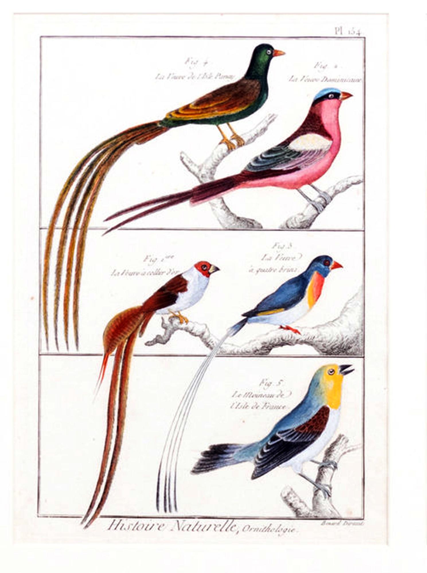 Cuadro grande con seis grabados diferentes de agrupaciones de aves finales del siglo XVIII en venta