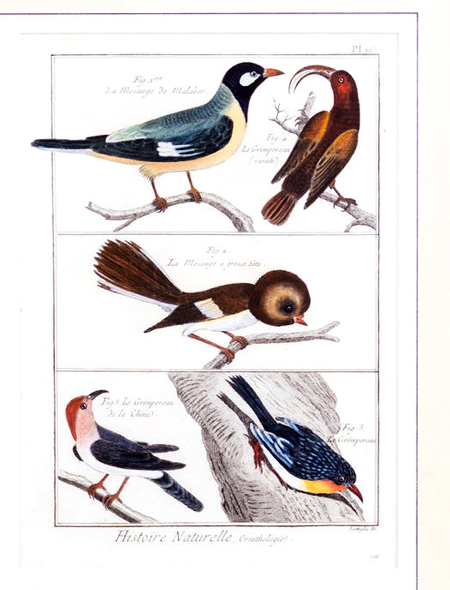 Cuadro grande con seis grabados diferentes de agrupaciones de aves en venta 1
