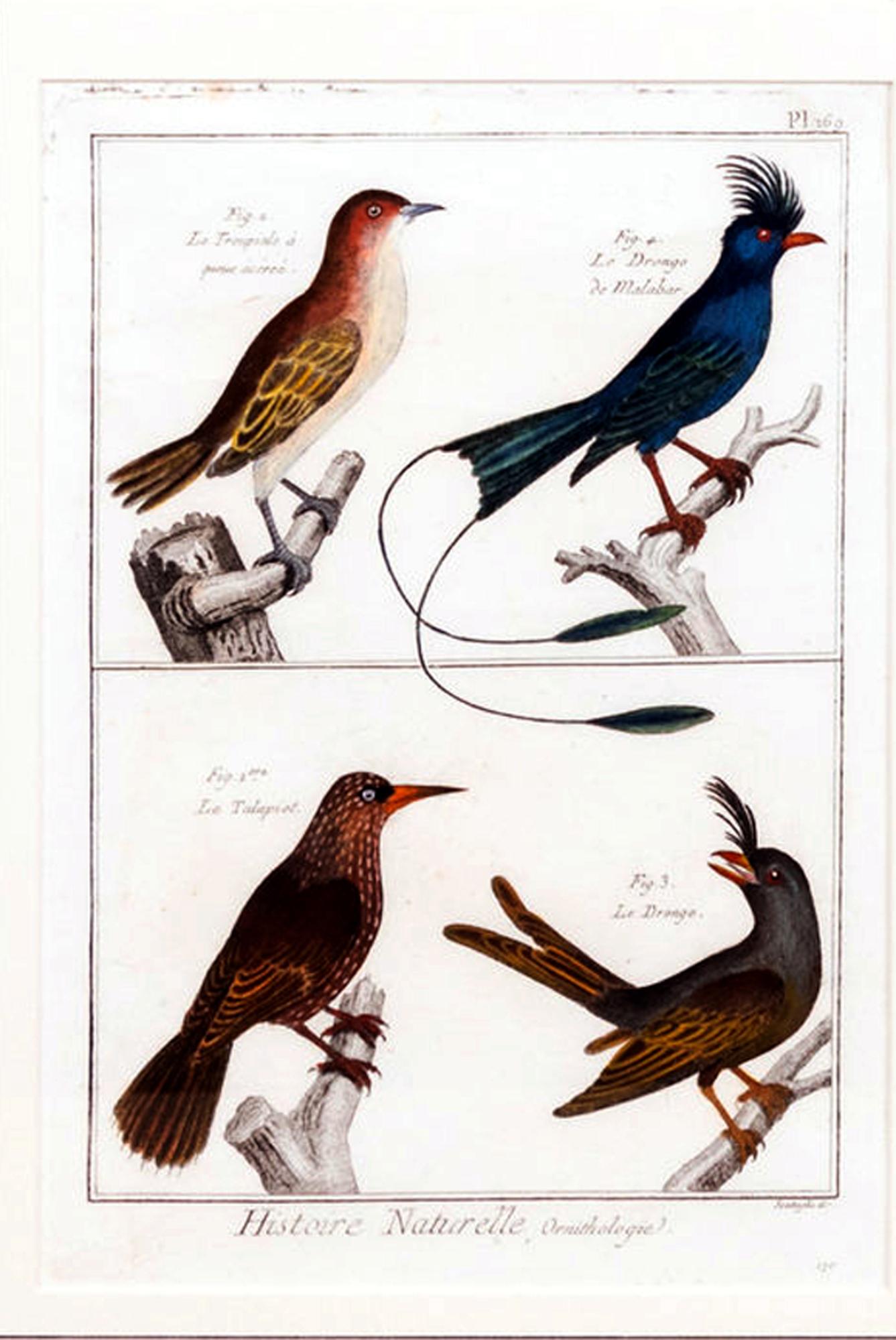 Cuadro grande con seis grabados diferentes de agrupaciones de aves en venta 2