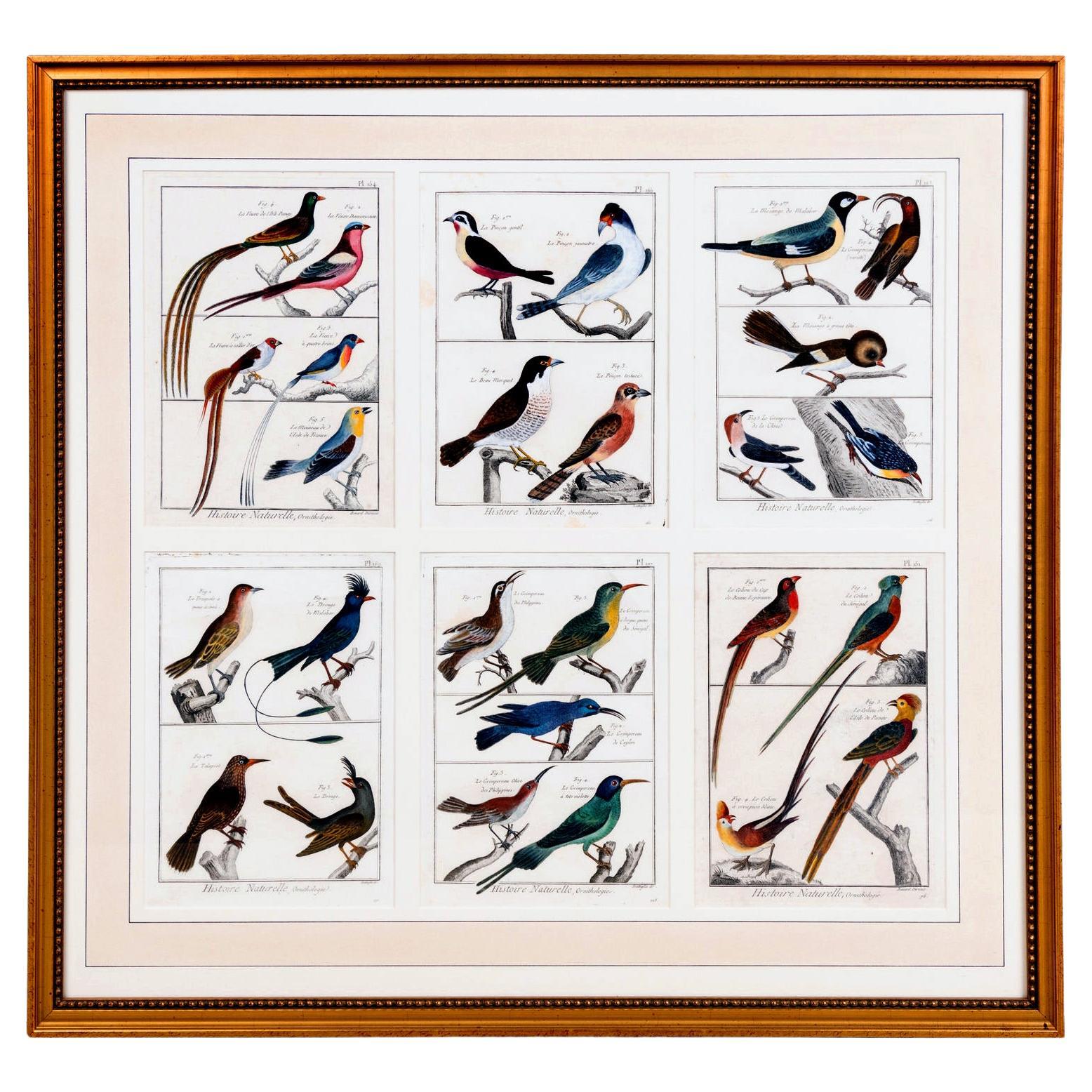Grande photo contenant six gravures différentes représentant un groupe d'oiseaux en vente