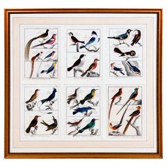 Grande quadro contenente sei diverse incisioni di raggruppamenti di uccelli