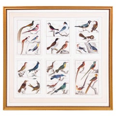 Large Picture containing Six Different Engravings of Grouping of Birds