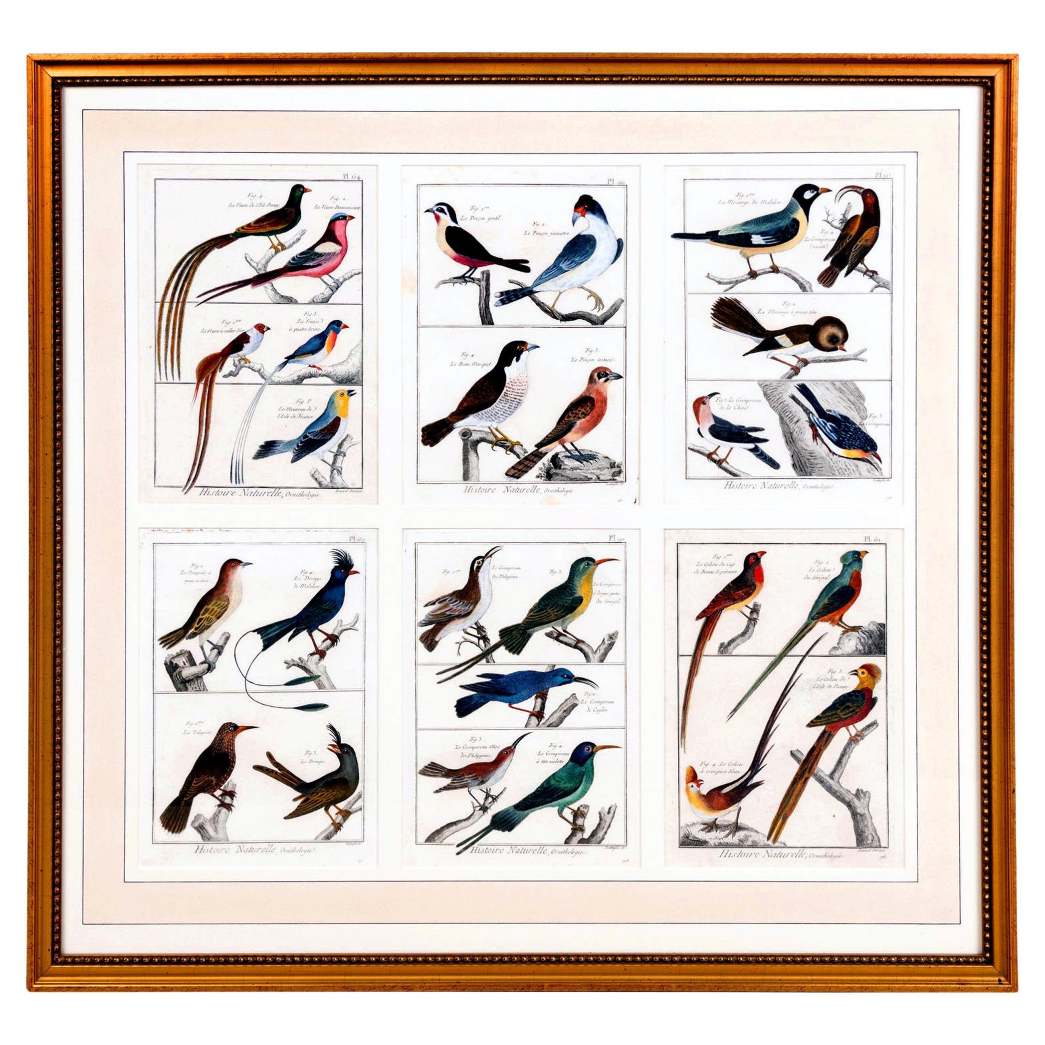 Großes Bild mit sechs verschiedenen Gravuren einer Vogelgruppe