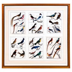 Large Picture containing Six Different Engravings of Grouping of Birds