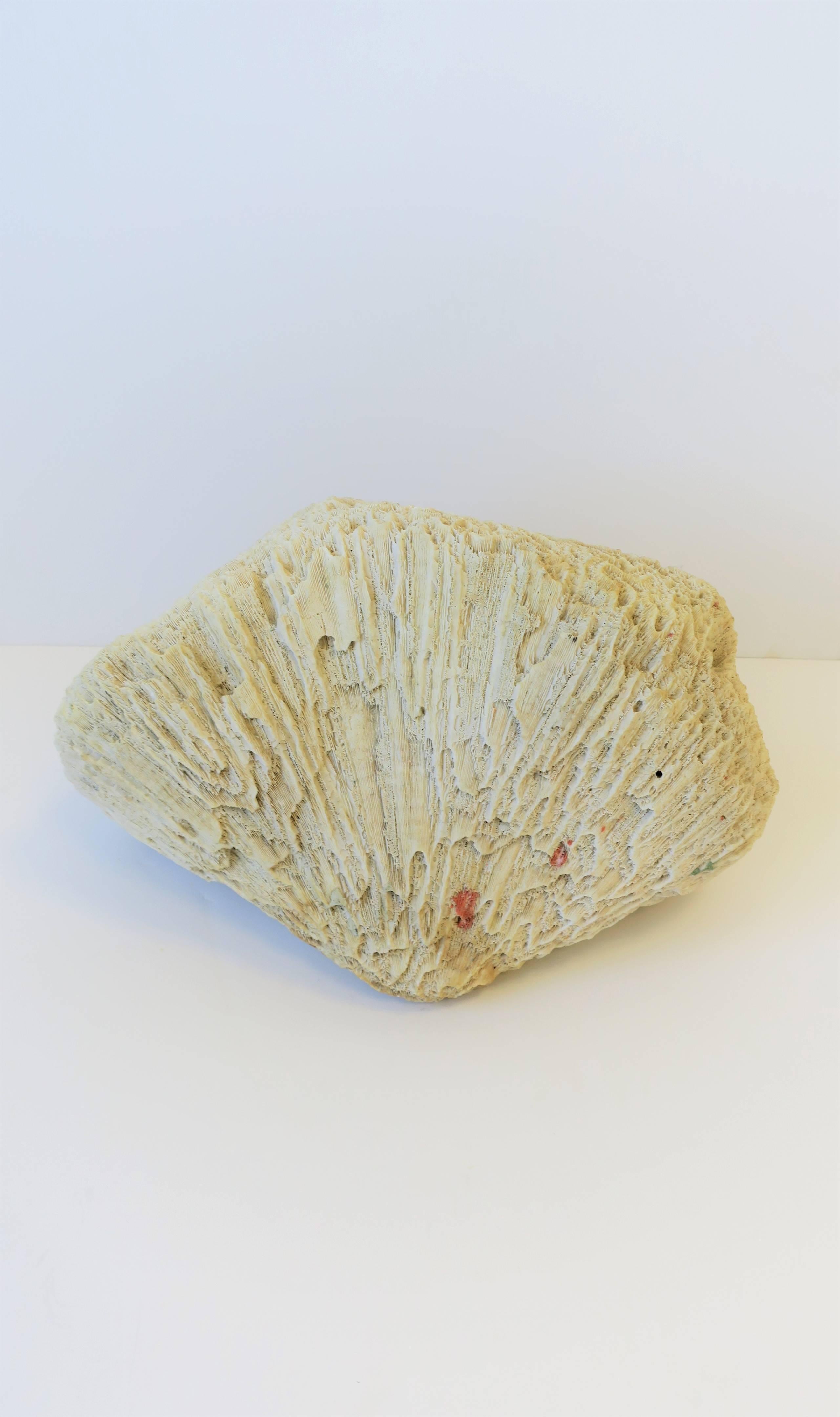 Brain Coral Natural Specimen 3