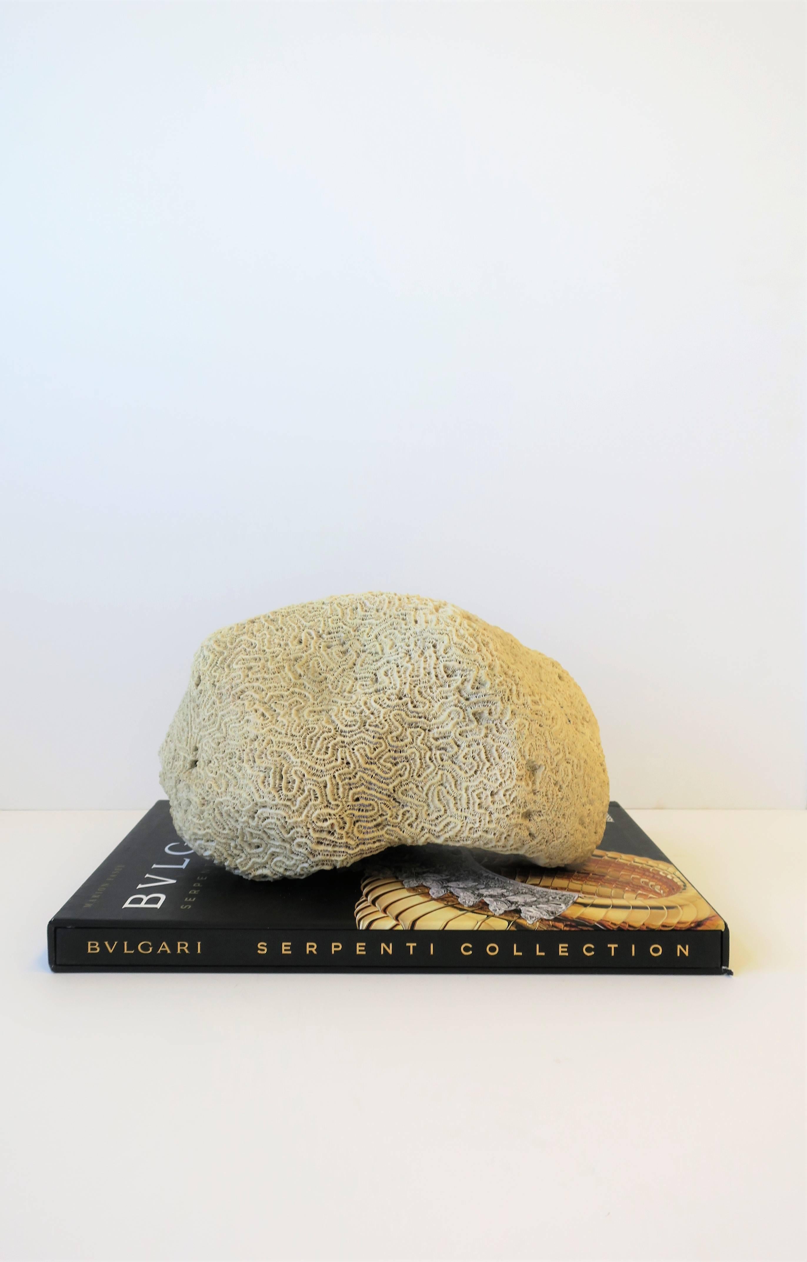 Spécimen naturel de corail de Brain Bon état - En vente à New York, NY