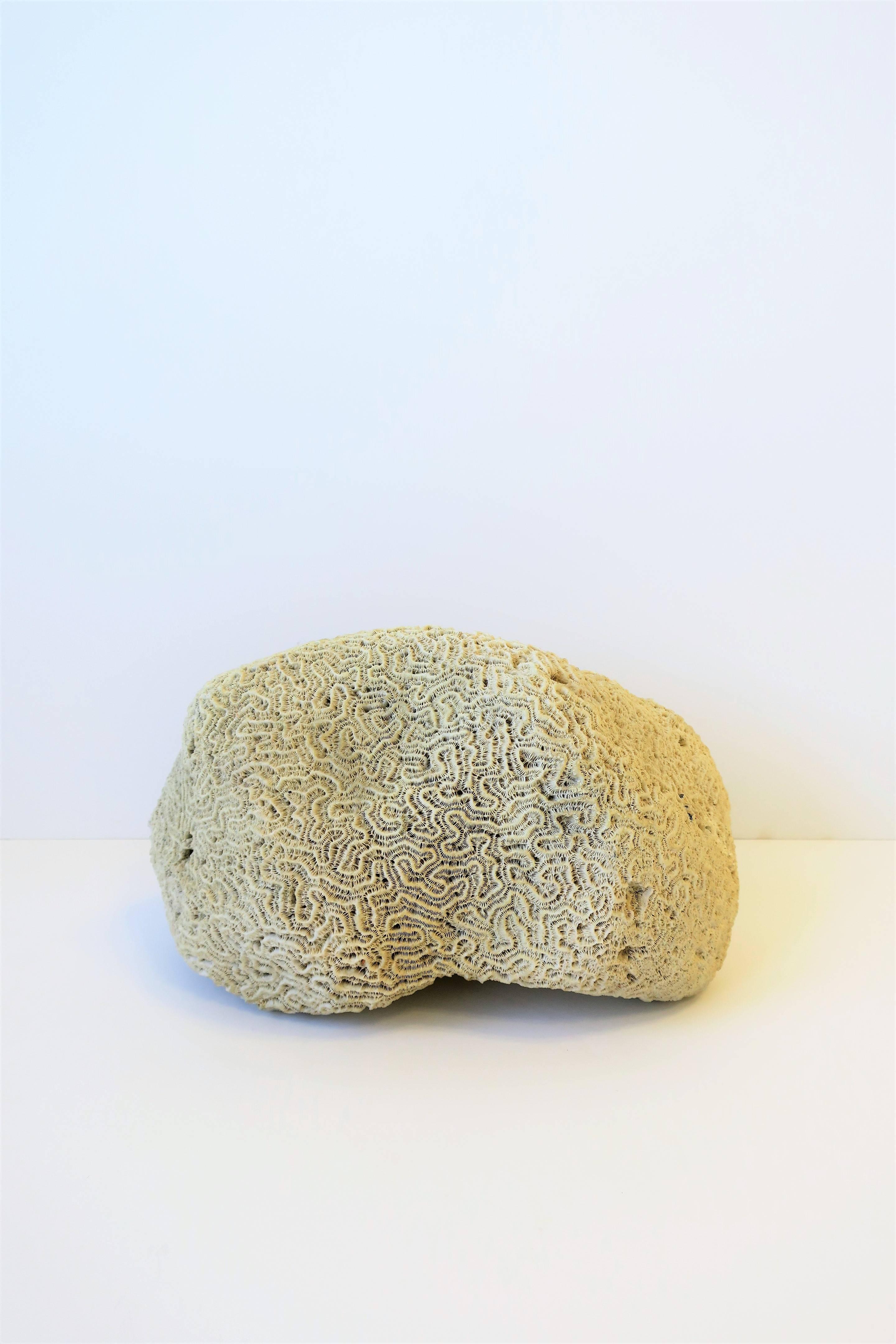A substantial and relatively large piece/fragment of natural brain coral. Use as a standalone decorative object, centerpiece, on a shelf, as a bookend, as a luxury display piece, etc. Natural white/off-white/stone-white hue.  Dimensions: 5