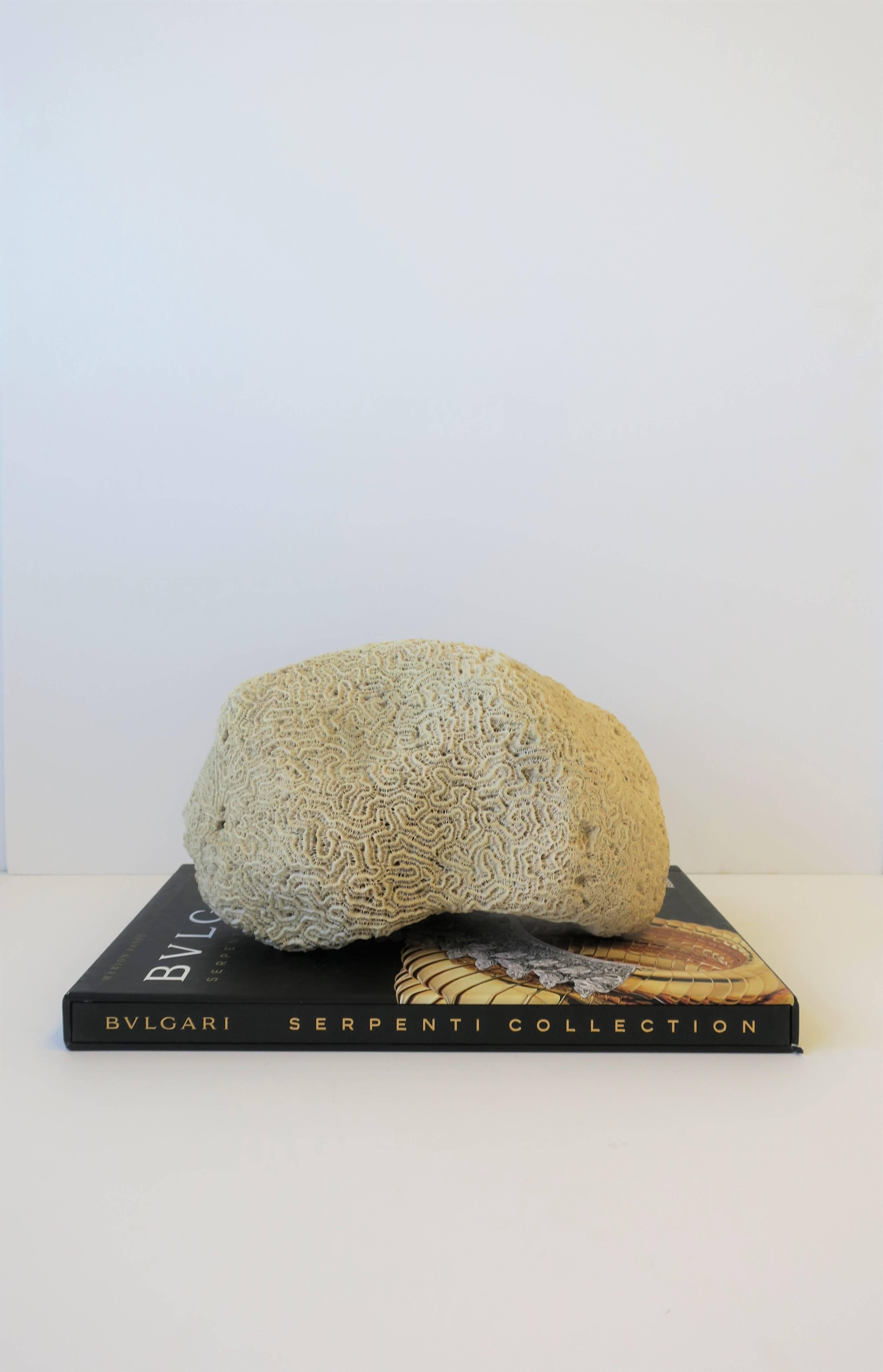 Gehirn Koralle Natürliches Exemplar (Organische Moderne) im Angebot