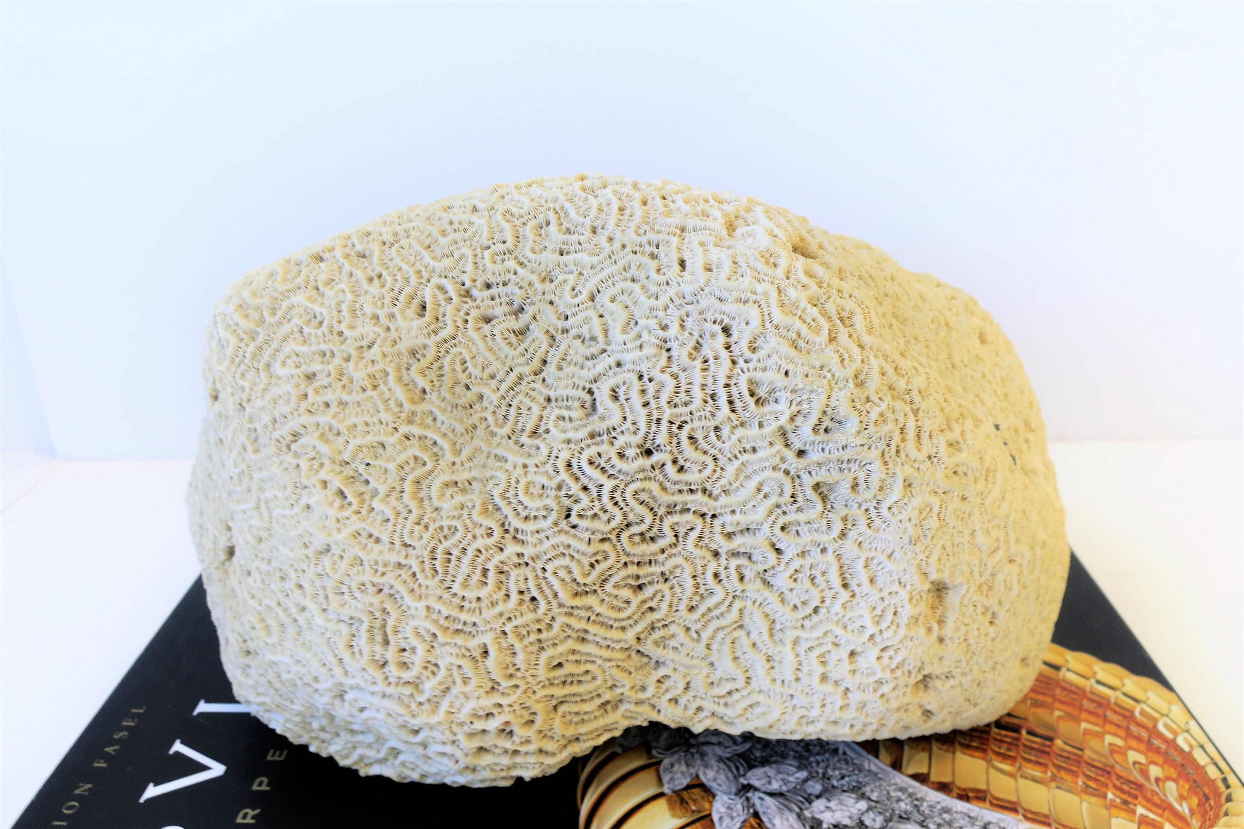 Organique Spécimen naturel de corail de Brain en vente