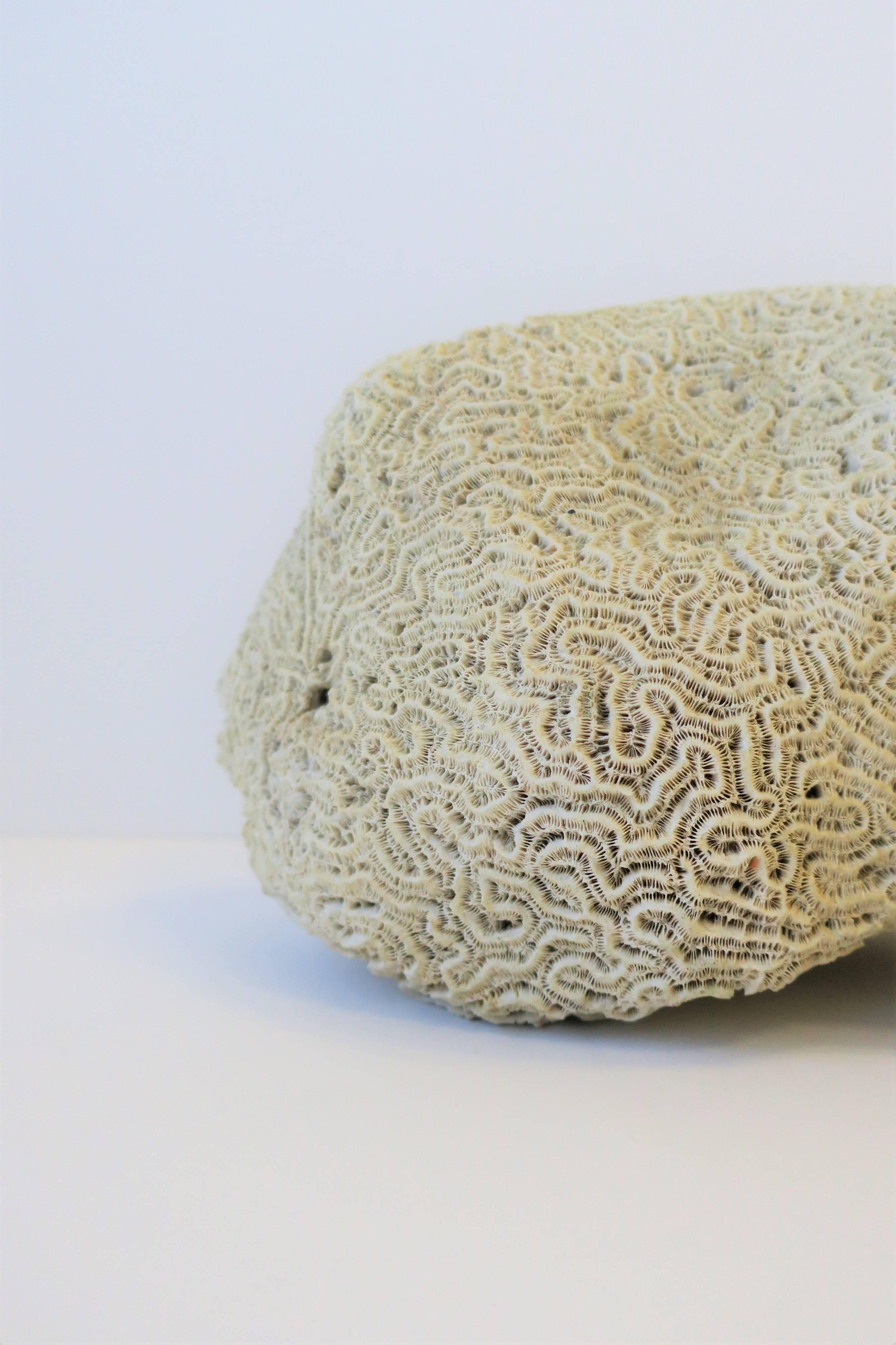 Brain Coral Natural Specimen In Good Condition For Sale In New York, NY