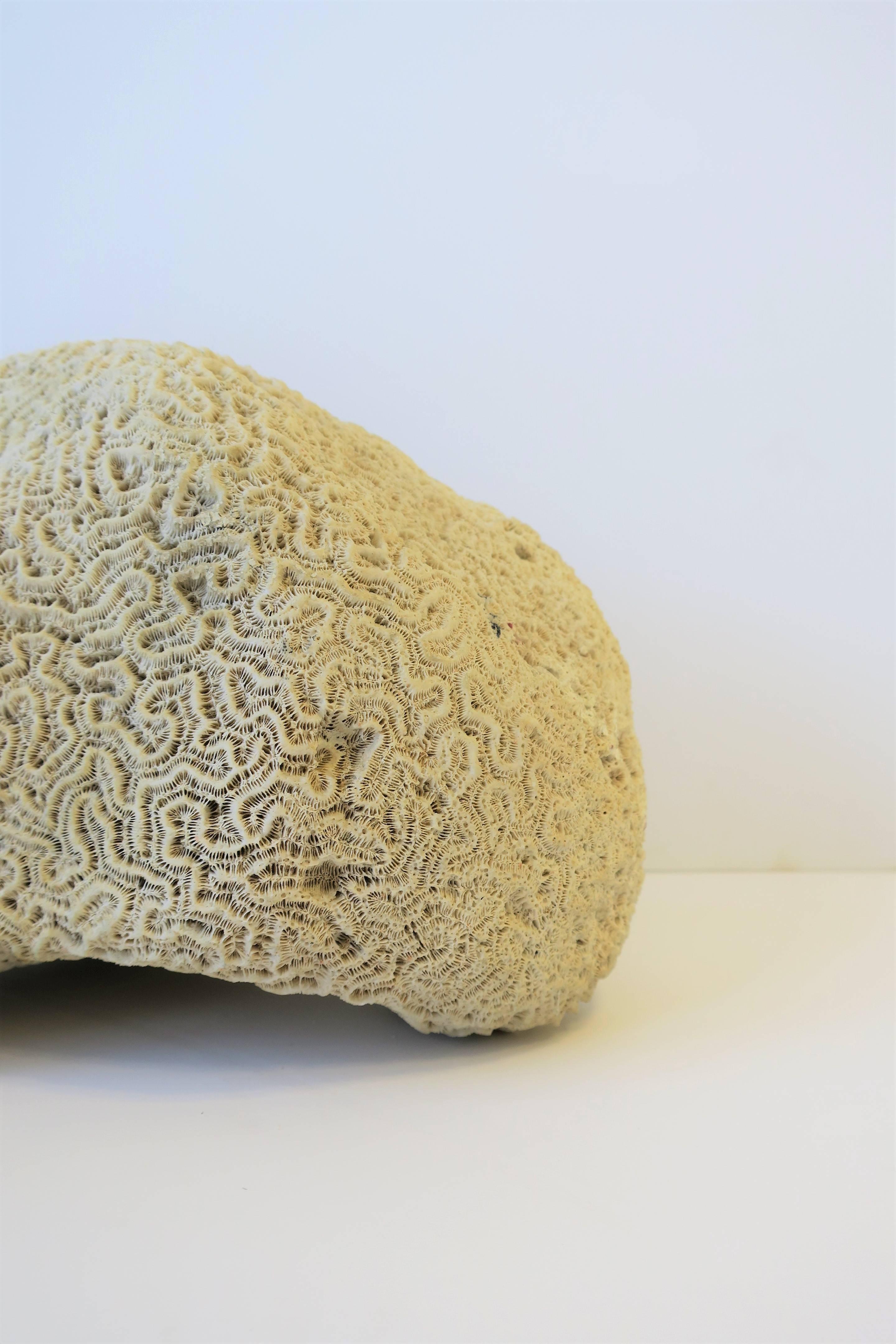 Spécimen naturel de corail de Brain en vente 1