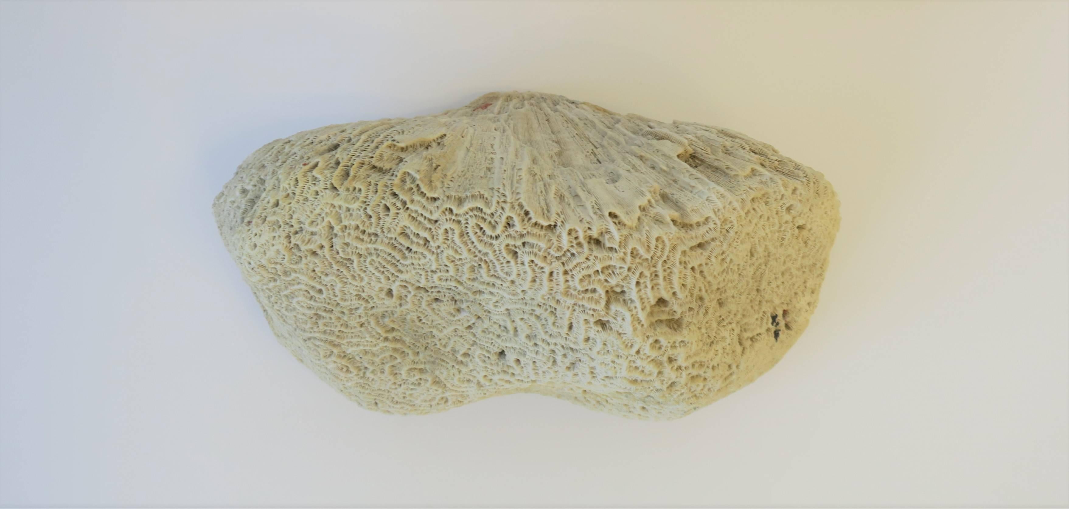 Brain Coral Natural Specimen 1