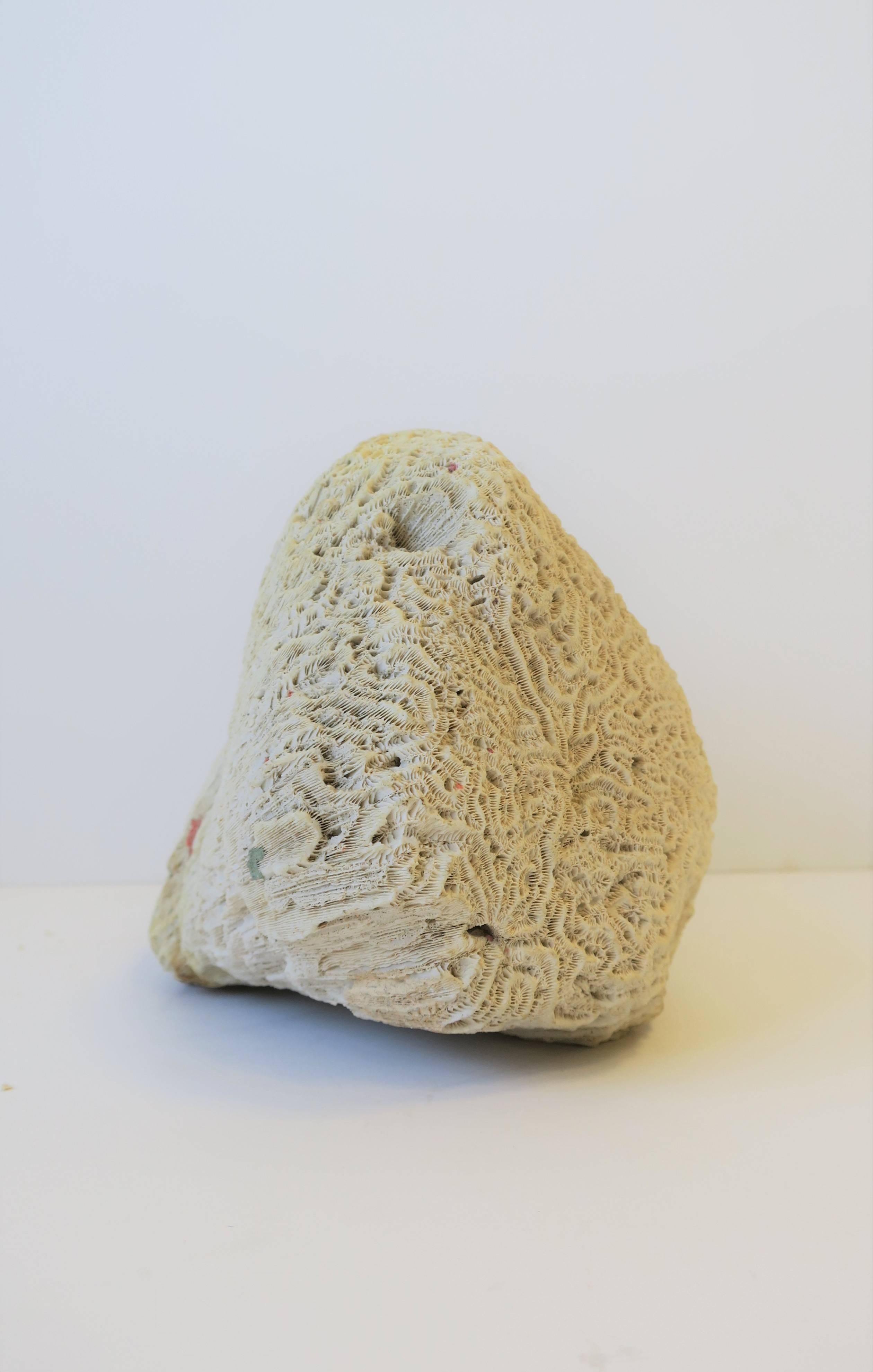 Brain Coral Natural Specimen For Sale 2