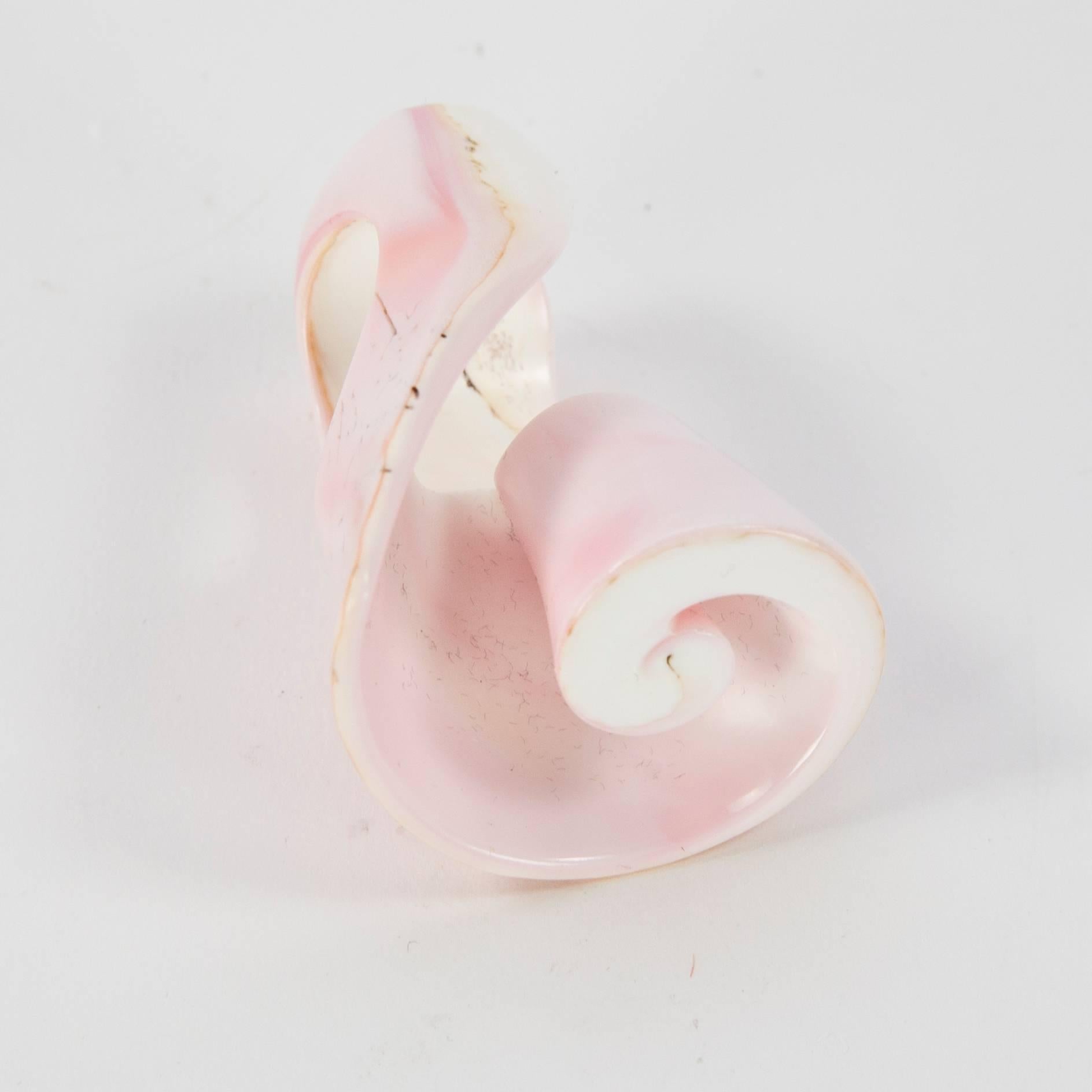 A natural wonder...Beautifully Hand carved large Spiral lovely pink Queen Conch Shell Ring; approx. 2