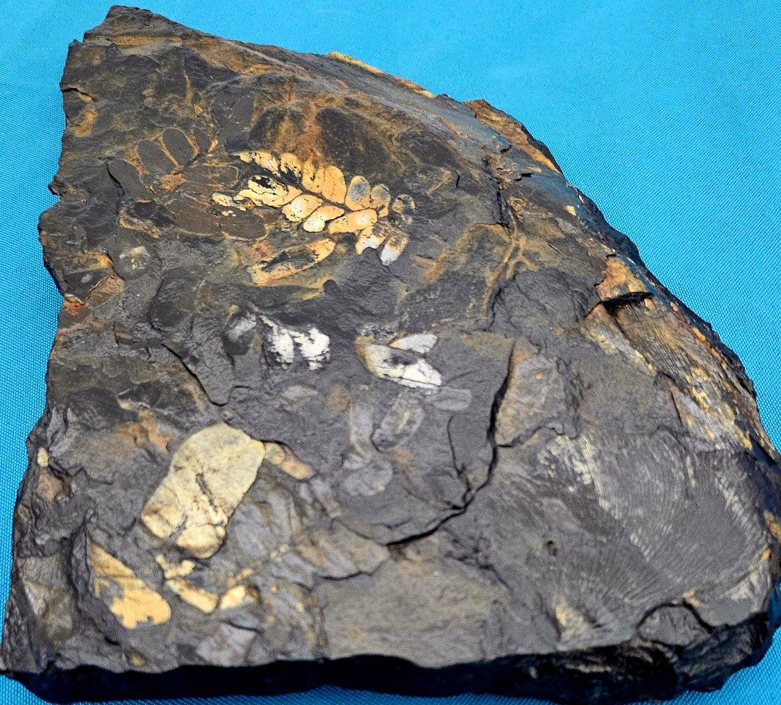 Fossile vegetale di grandi dimensioni/specie fossile di felce, specie multiple, periodo Carbonifero in vendita 3