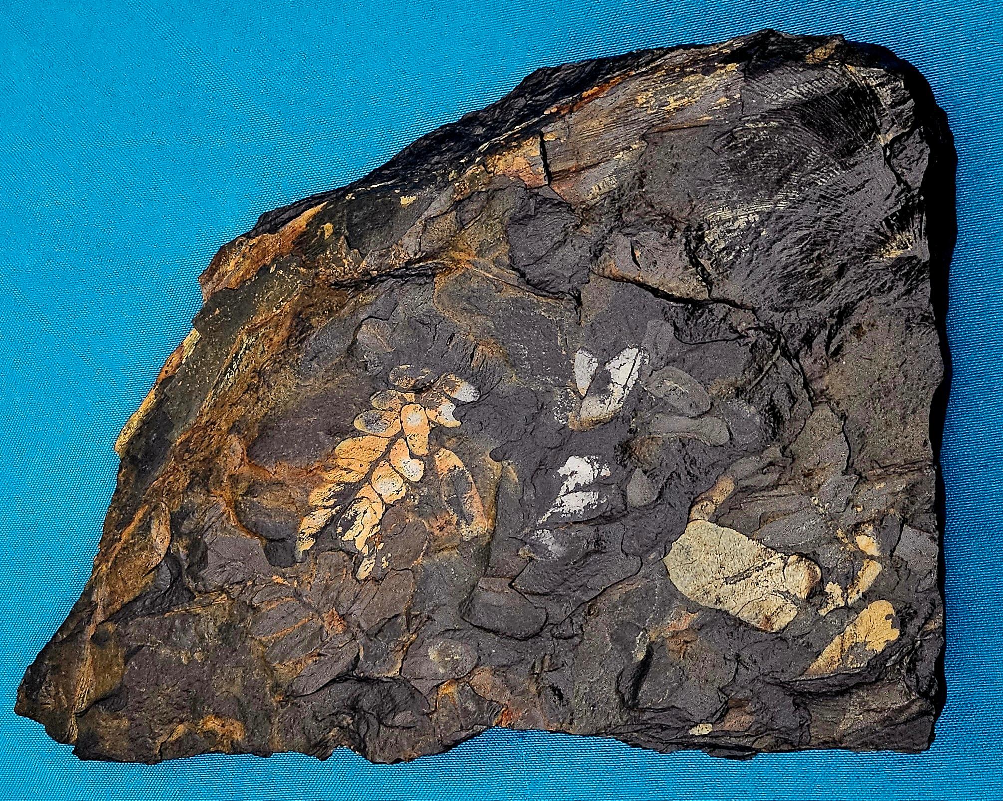 Fossile vegetale di grandi dimensioni/specie fossile di felce, specie multiple, periodo Carbonifero in vendita 4