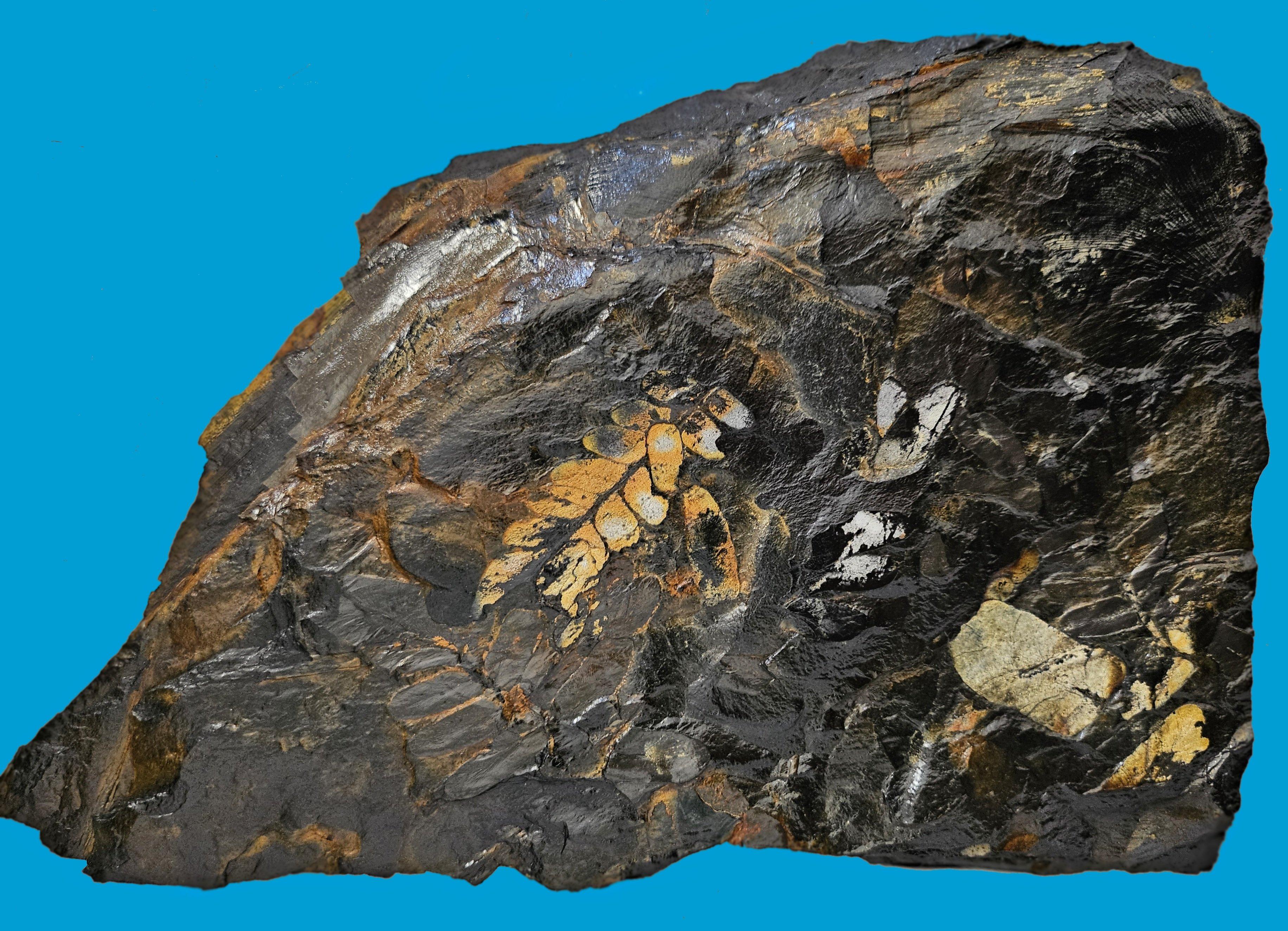 Fossile vegetale di grandi dimensioni/specie fossile di felce, specie multiple, periodo Carbonifero in vendita 5