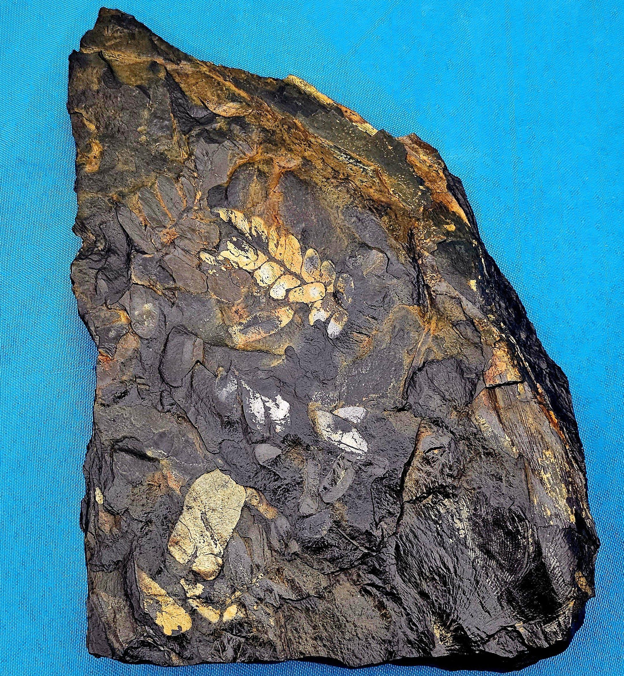 Fossile vegetale di grandi dimensioni/specie fossile di felce, specie multiple, periodo Carbonifero in vendita 6