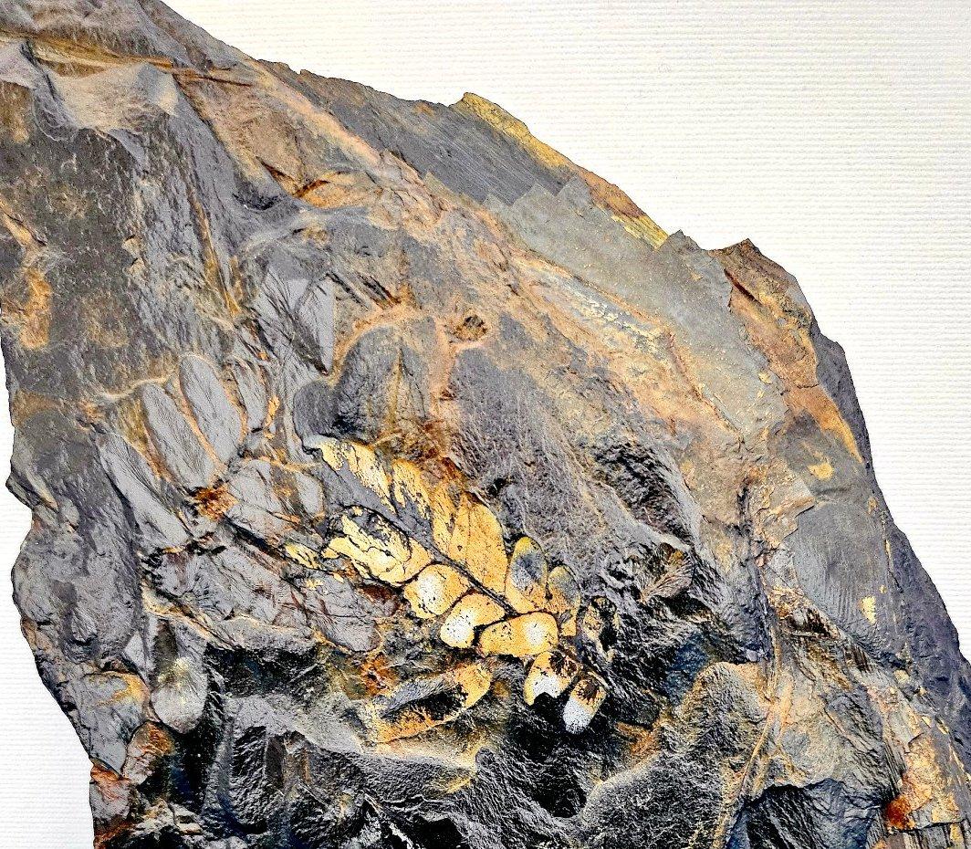 Fossile vegetale di grandi dimensioni/specie fossile di felce, specie multiple, periodo Carbonifero in vendita 7