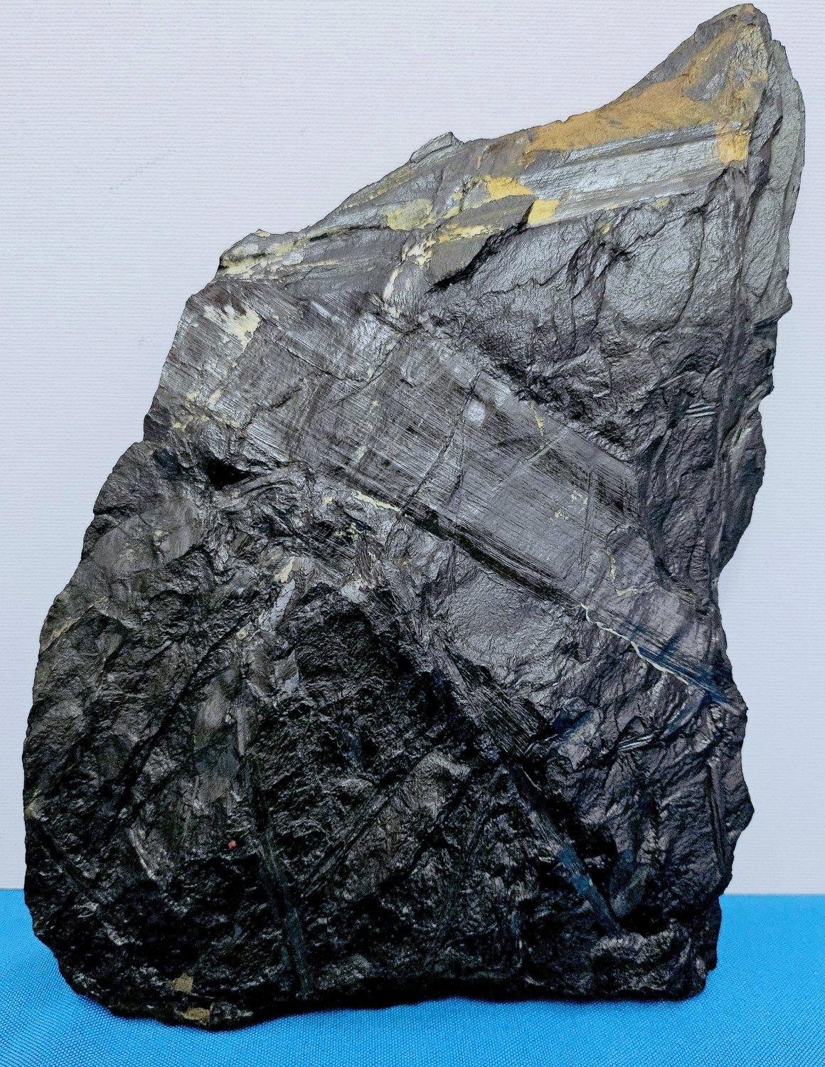 Fossile vegetale di grandi dimensioni/specie fossile di felce, specie multiple, periodo Carbonifero in vendita 8