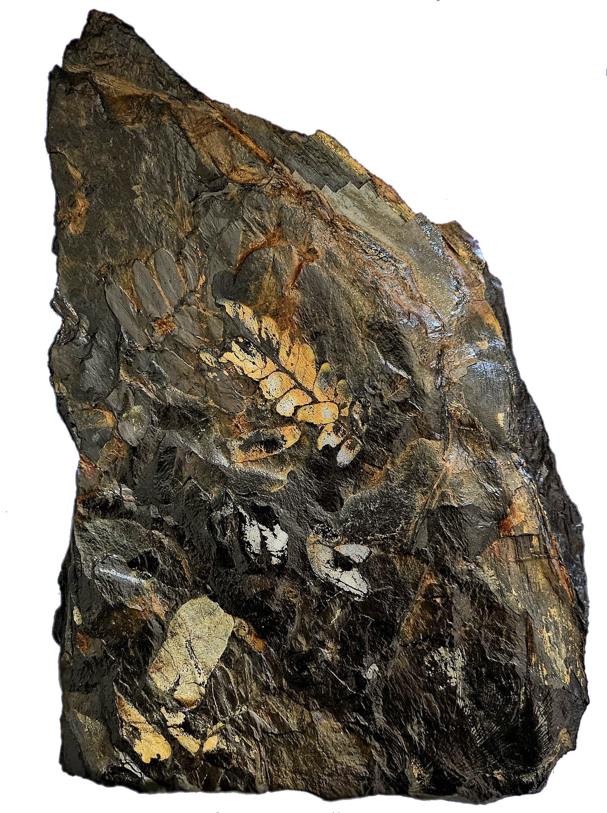 Fossile vegetale di grandi dimensioni/specie fossile di felce, specie multiple, periodo Carbonifero in vendita 9