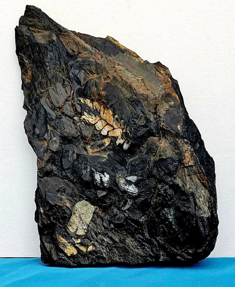 Grande fossile vegetale/specie fossile di felce, specie multiple, periodo Carbonifero. Scoperto in PA.
Si tratta di un altro esemplare di piastra fossile grande, consistente e colorato. La misura più grande è di circa 11 pollici misurati in